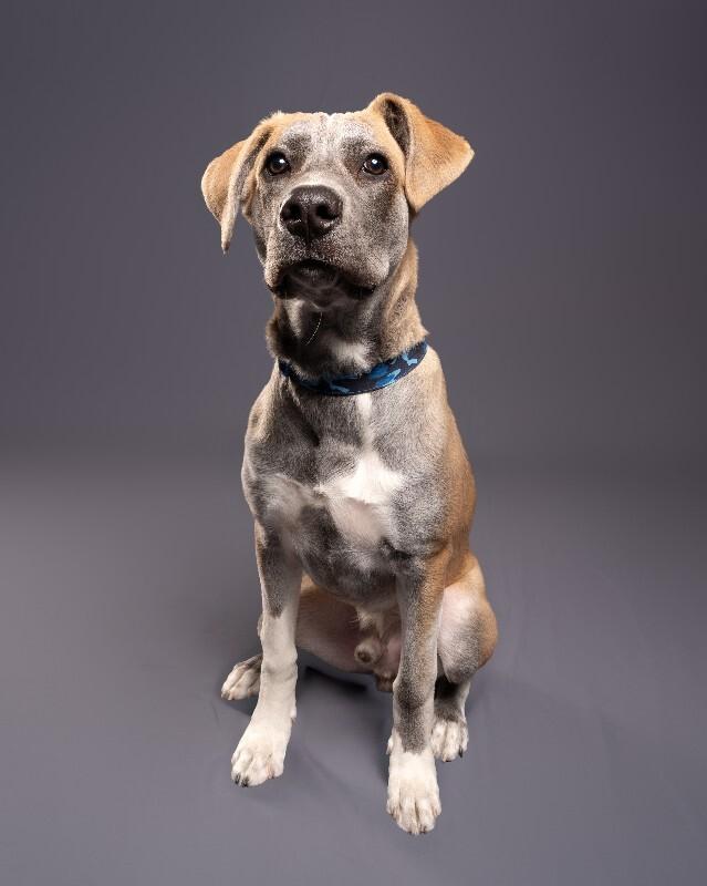 Jacob, Adoptable, Young Male Mixed Breed.