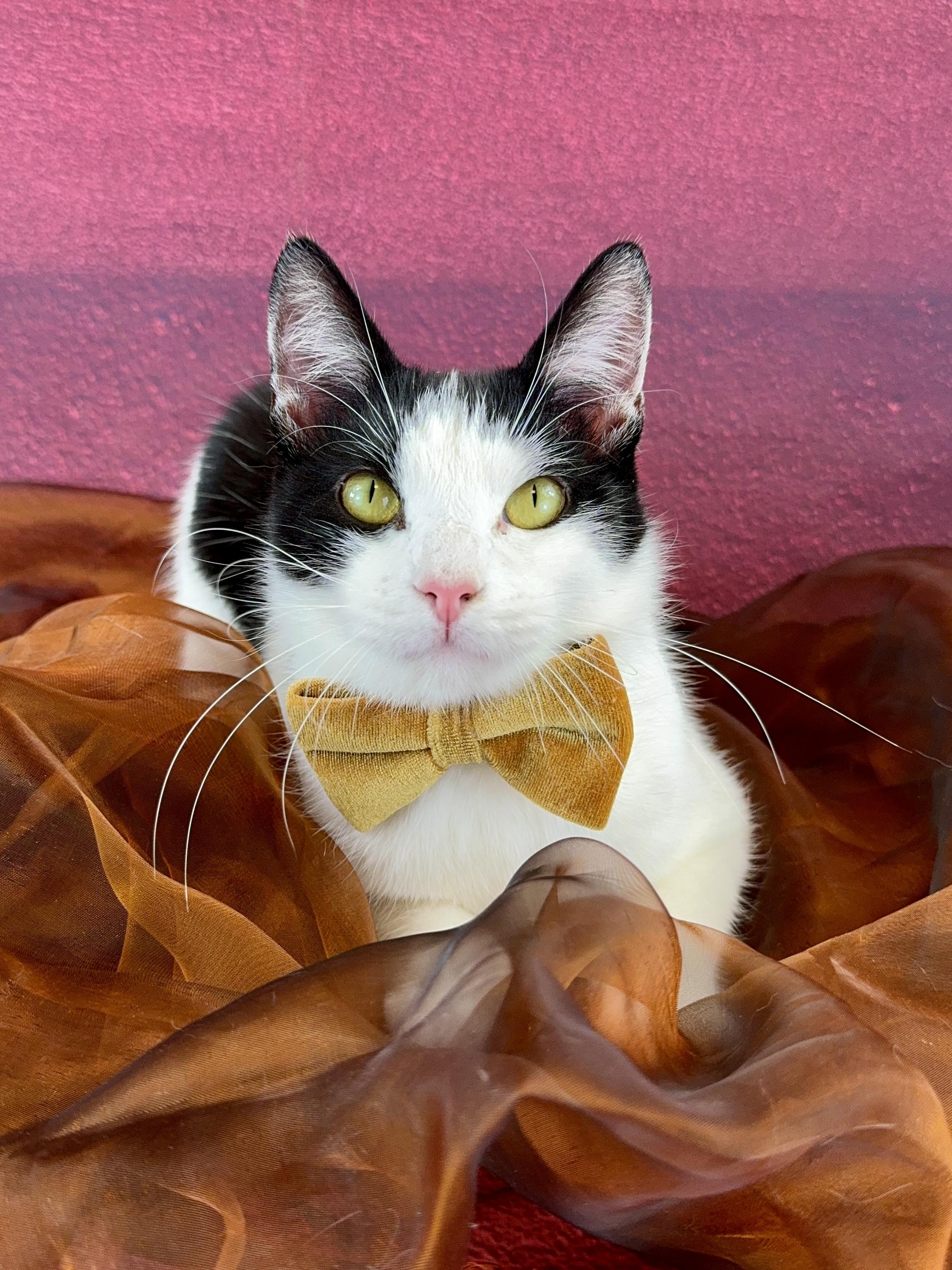 Enlarge Oliver, an adopted Tuxedo in Houston, TX image 4/6