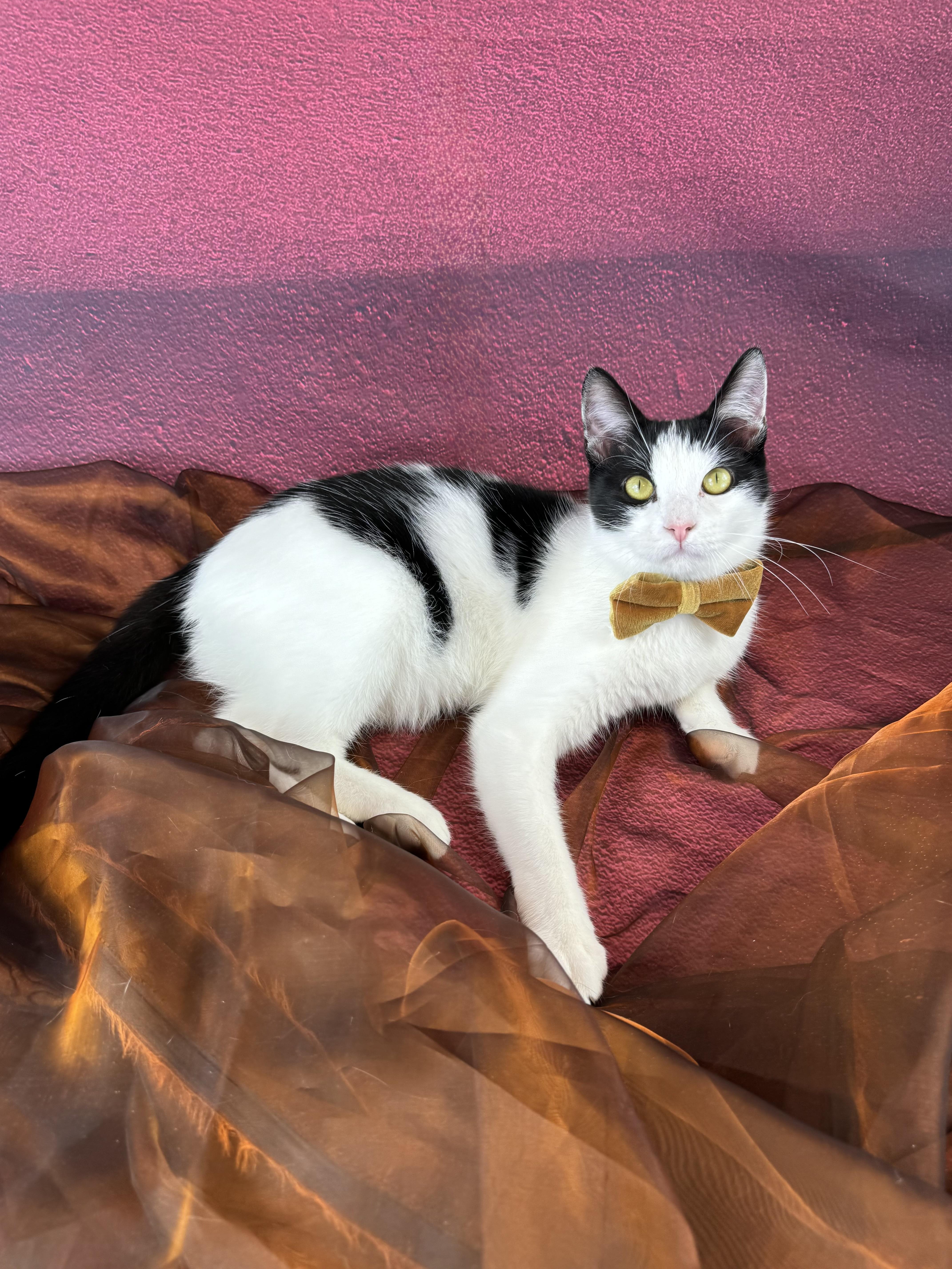 Enlarge Oliver, an adopted Tuxedo in Houston, TX image 5/6