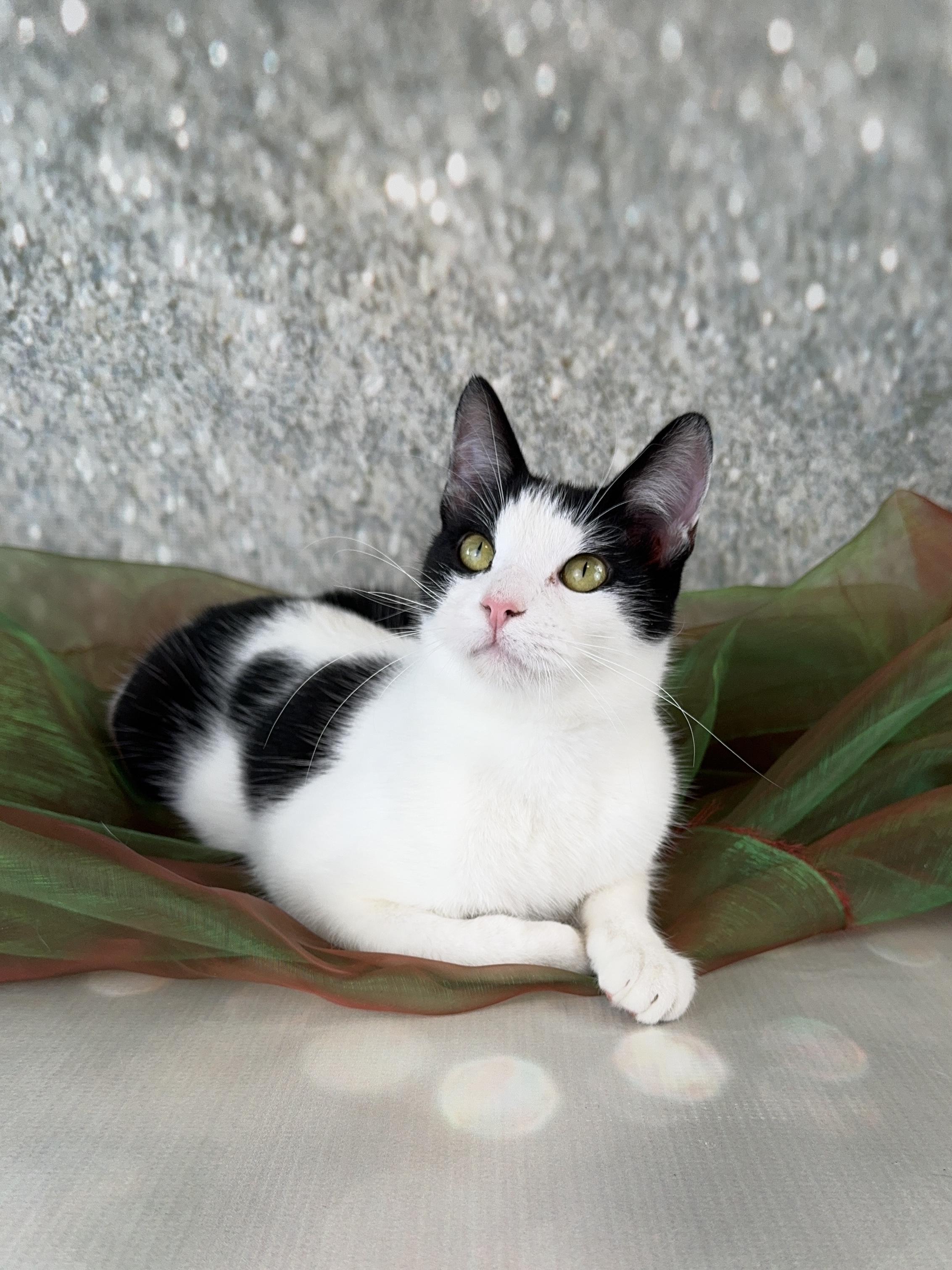 Enlarge Oliver, an adopted Tuxedo in Houston, TX image 3/6