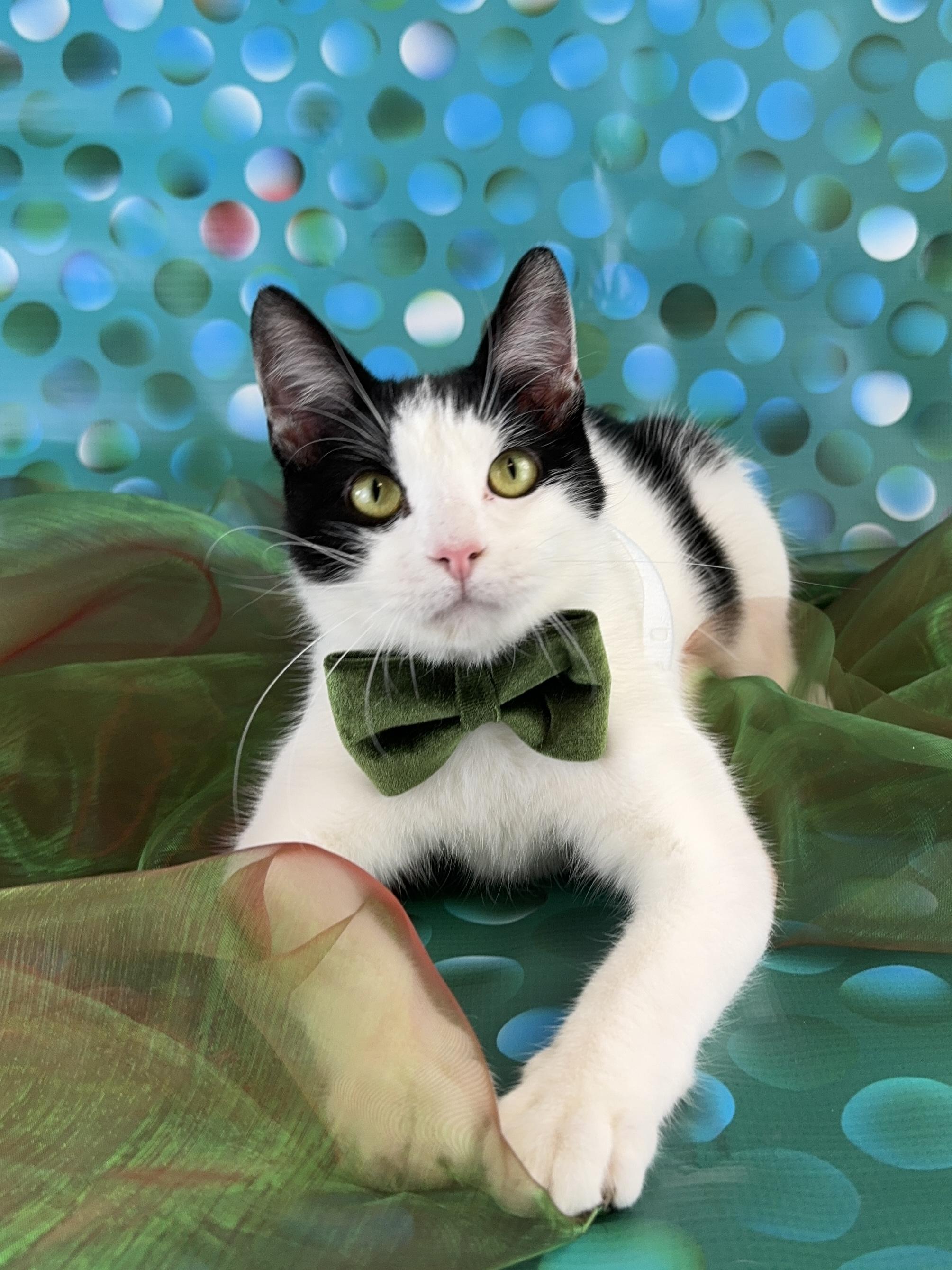 Enlarge Oliver, an adopted Tuxedo in Houston, TX image 1/6