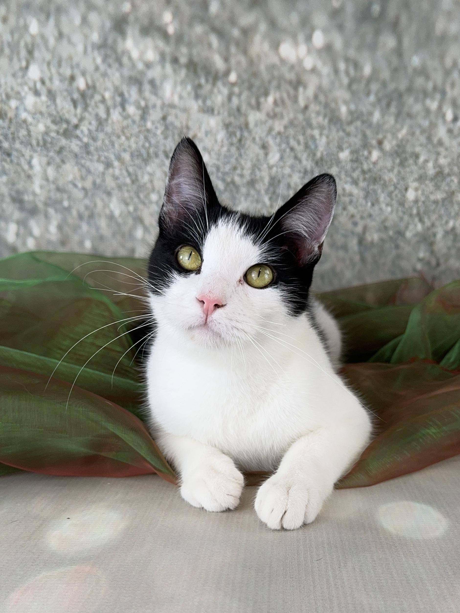 Enlarge Oliver, an adopted Tuxedo in Houston, TX image 2/6