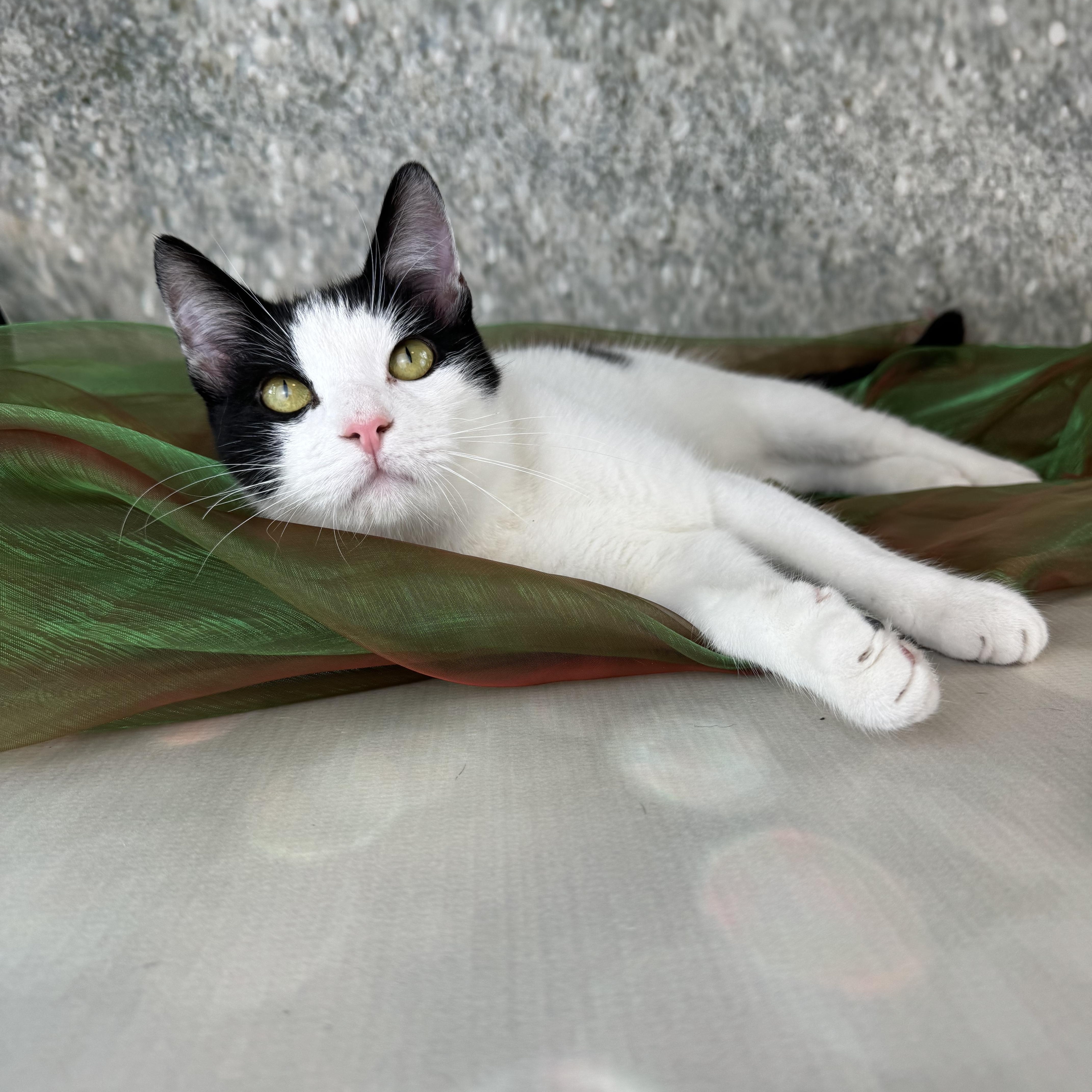 Enlarge Oliver, an adopted Tuxedo in Houston, TX image 6/6