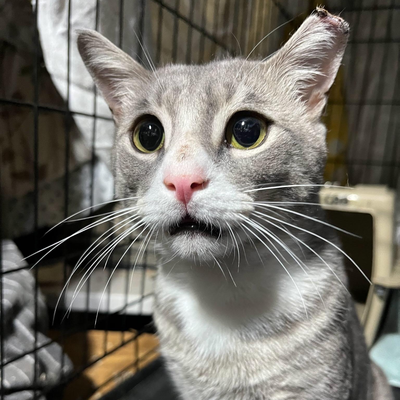 Enlarge Elijah, an adopted Domestic Short Hair in Bloomfield, NJ image 2/2