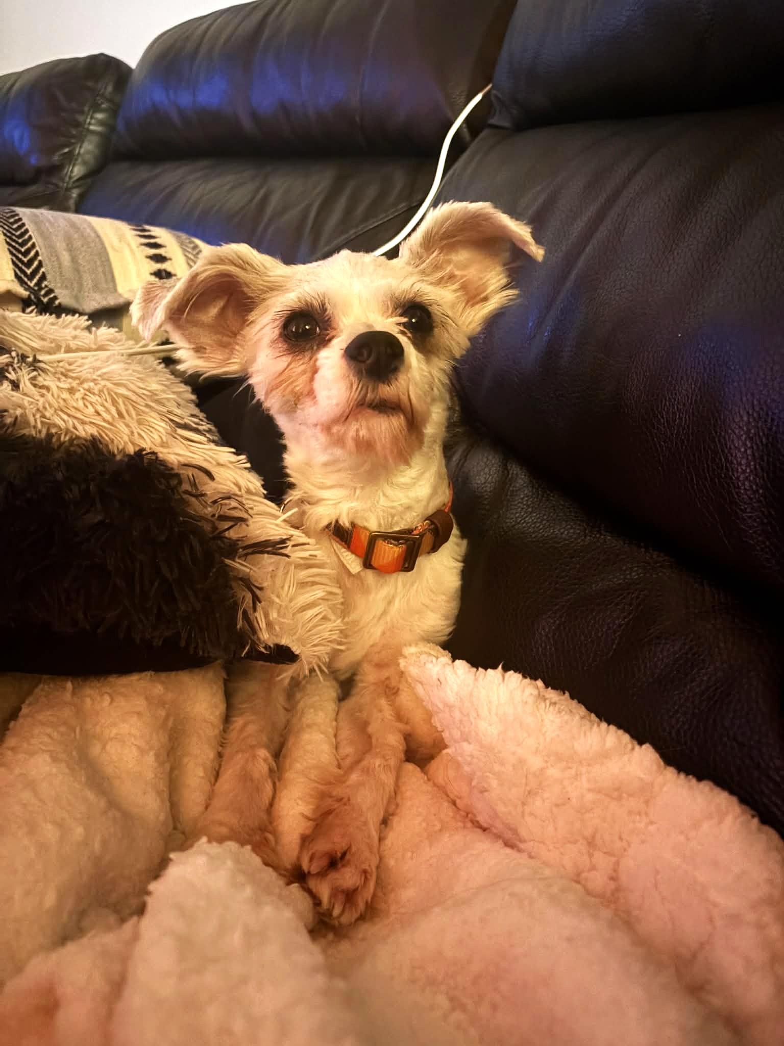 Paolo, ADOPTABLE, Young Male Chinese Crested Dog.