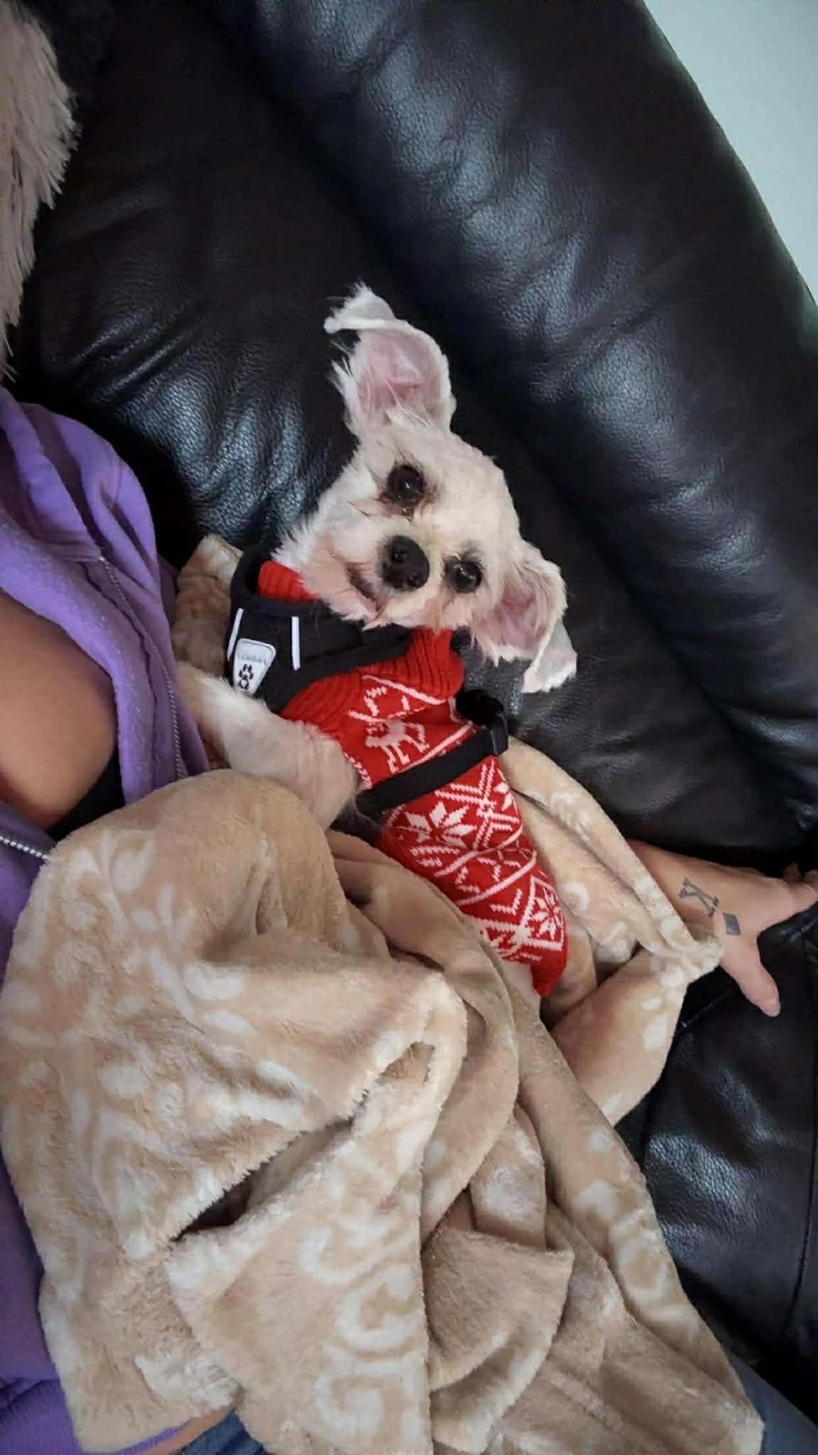 Paolo, a ADOPTABLE mixed breed in Calgary, AB image 2/5