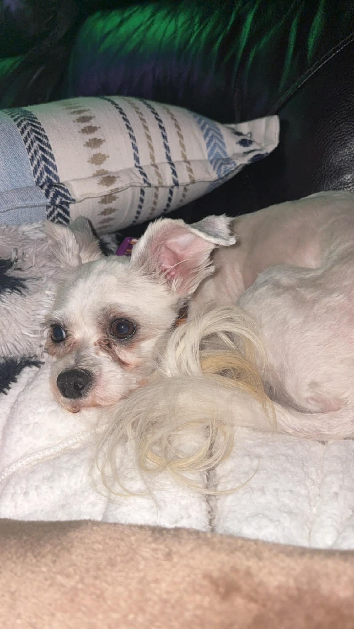 Paolo, a ADOPTABLE mixed breed in Calgary, AB image 3/5