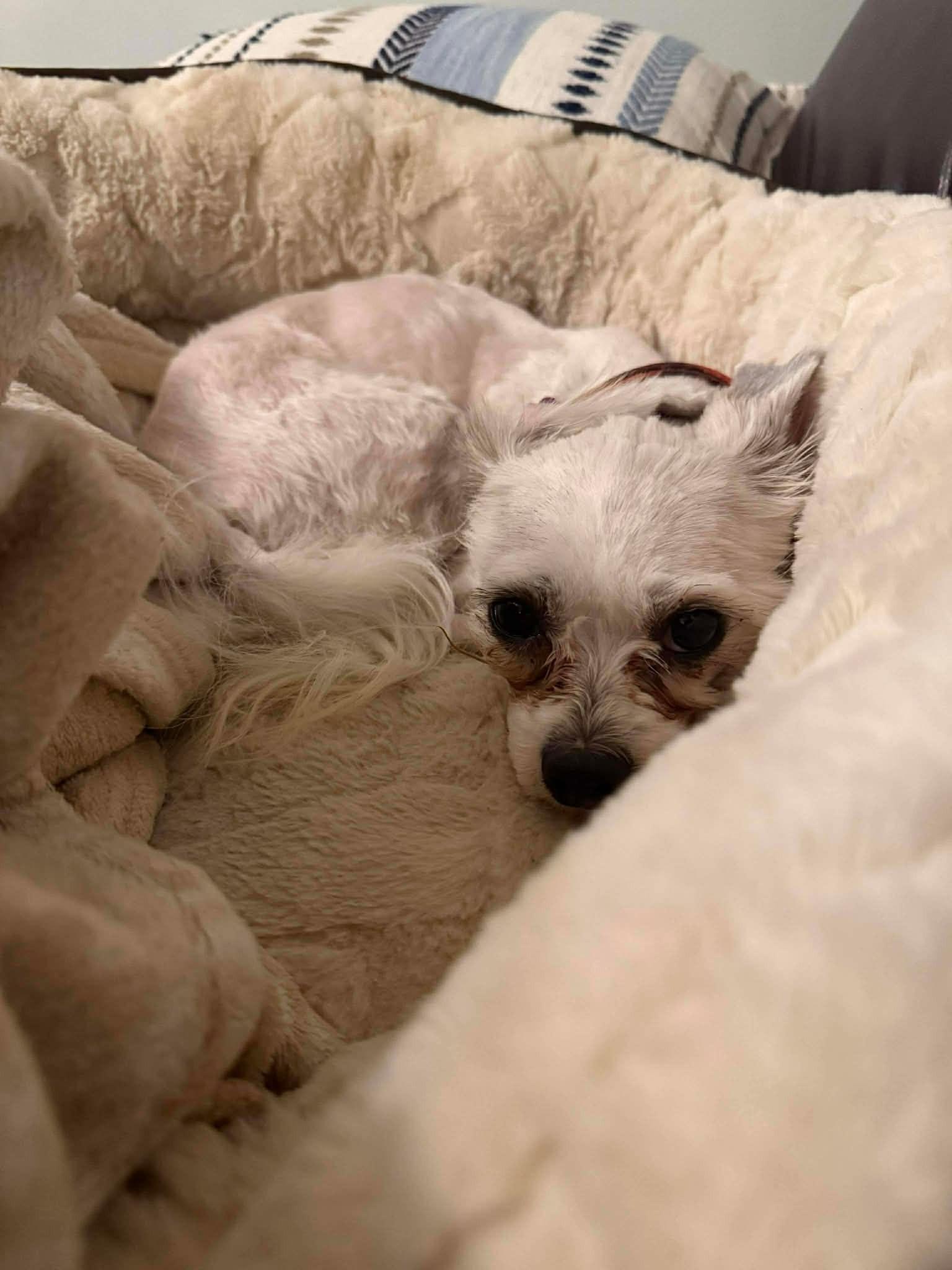 Paolo, a ADOPTABLE mixed breed in Calgary, AB image 4/5