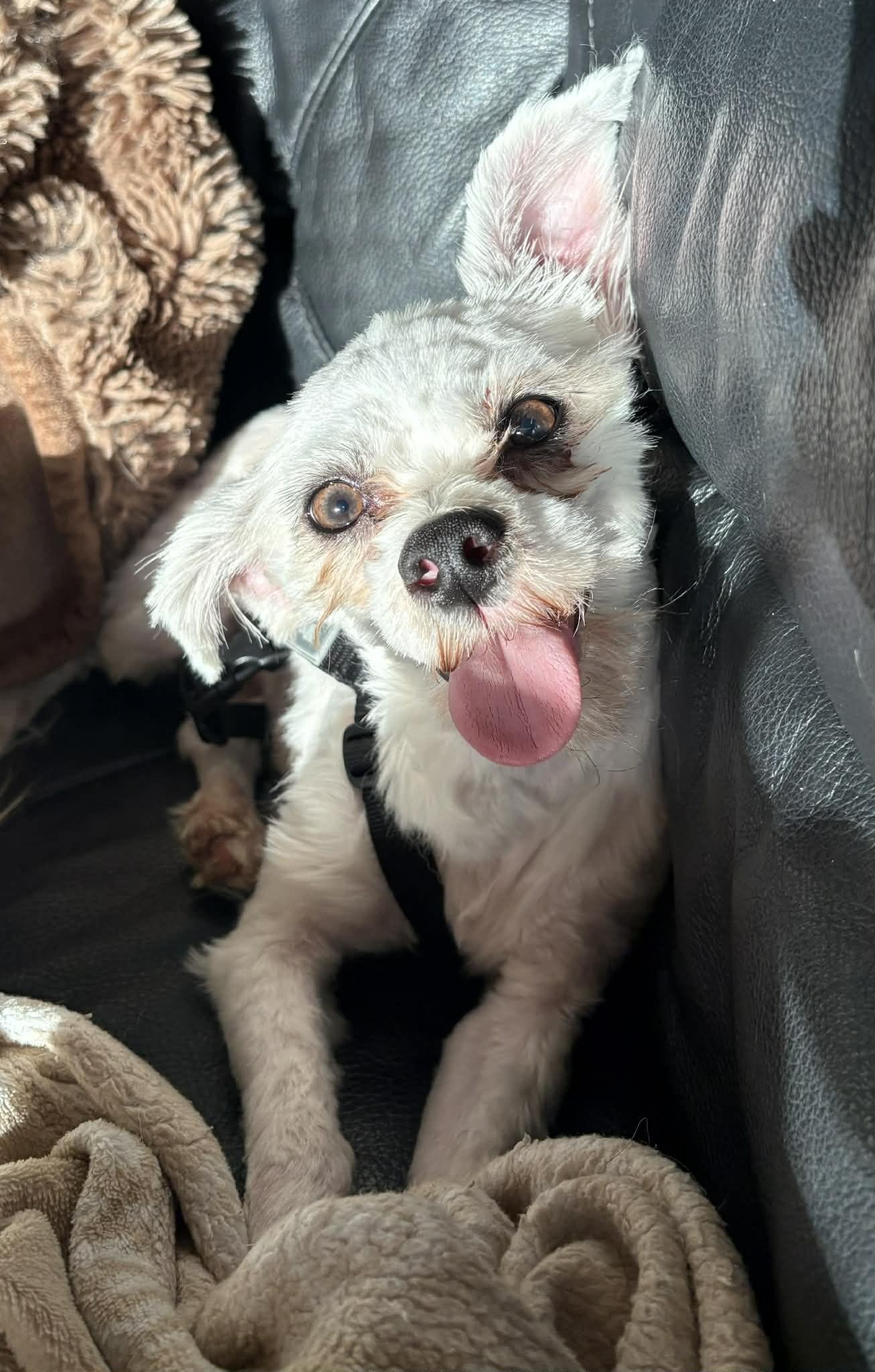 Paolo, a ADOPTABLE mixed breed in Calgary, AB image 5/5