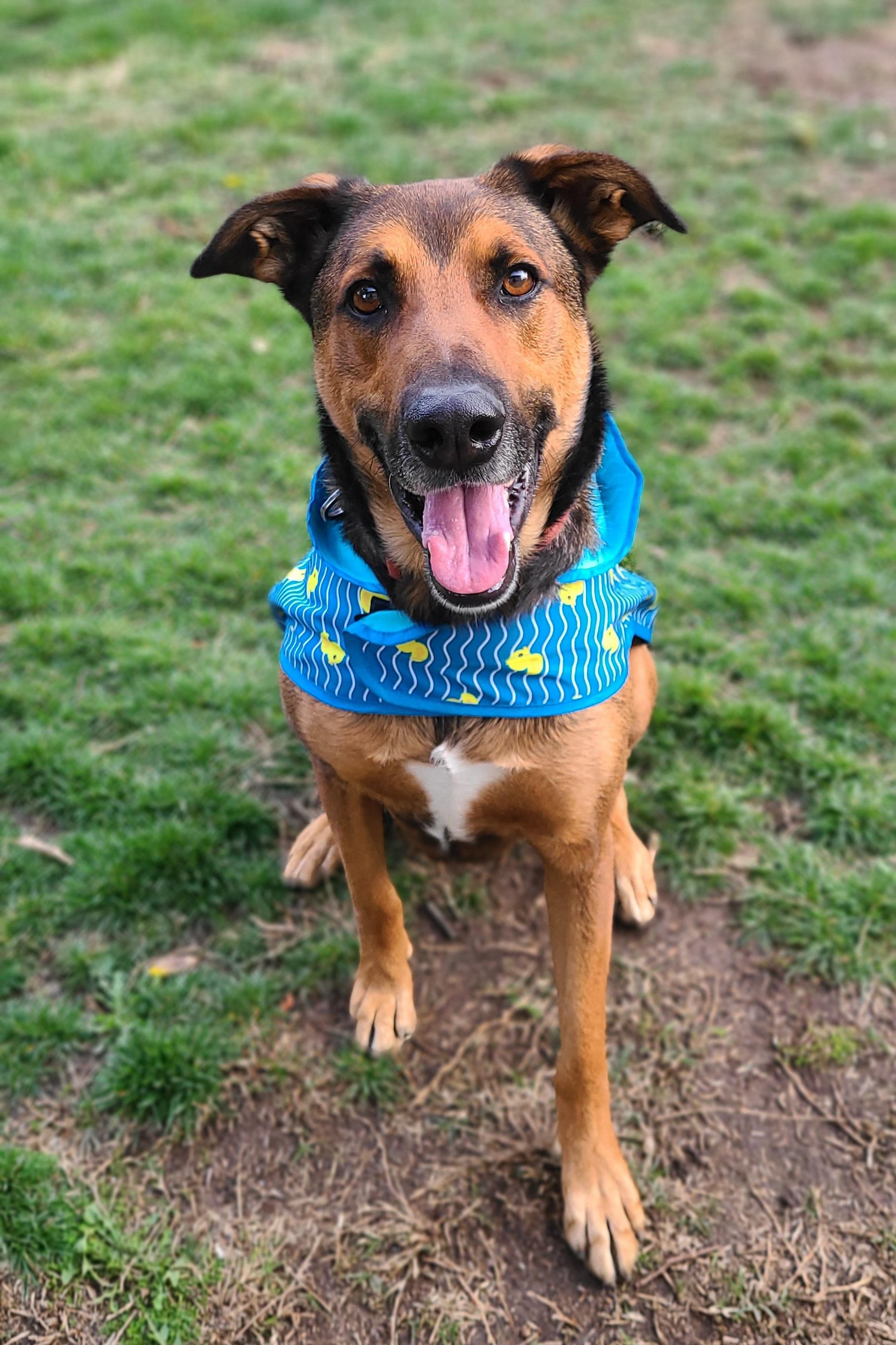 Enlarge Rocky, a Adoptable Shepherd in Philomath, OR image 4/6
