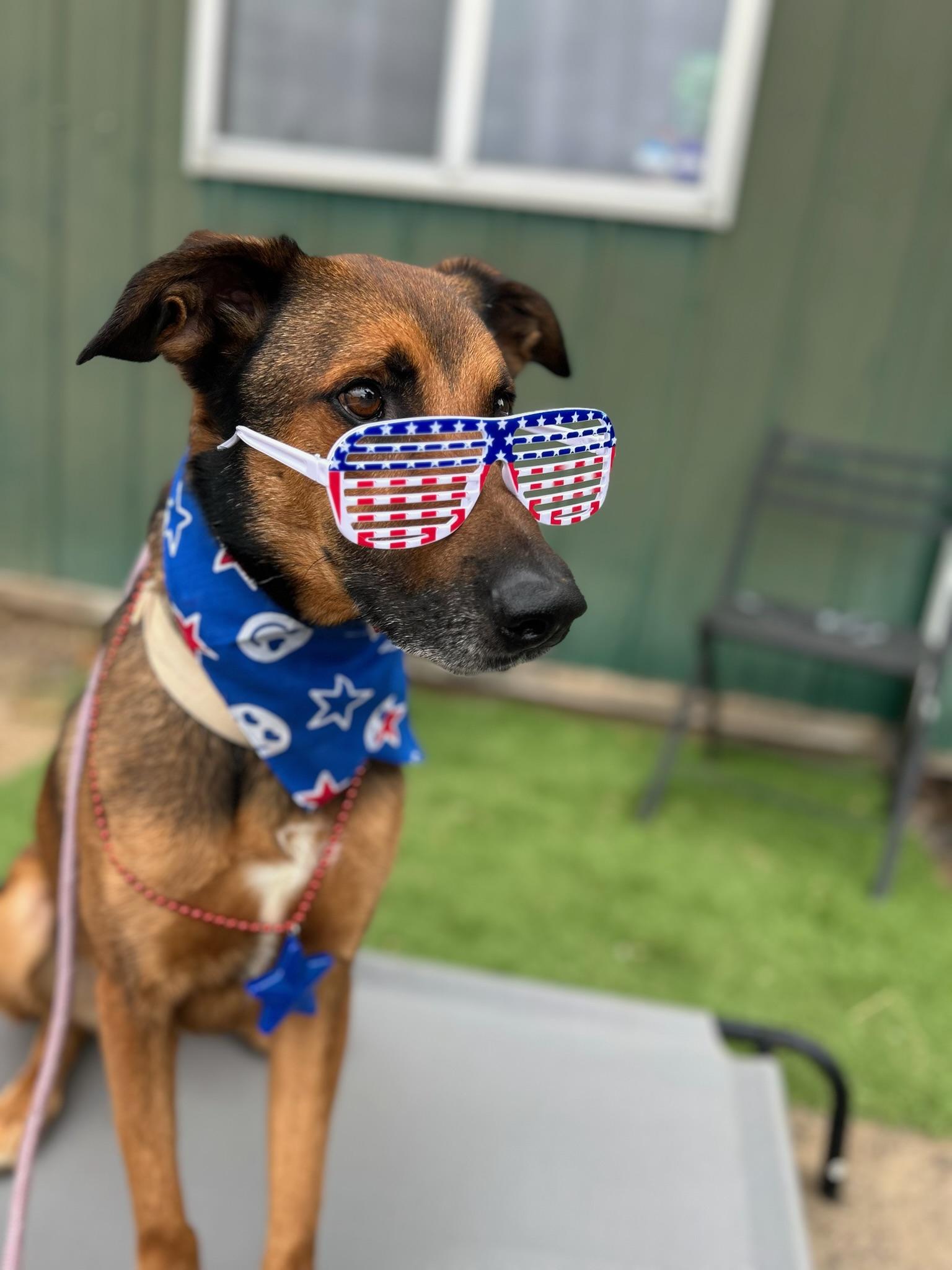 Enlarge Rocky, a Adoptable Shepherd in Philomath, OR image 1/6