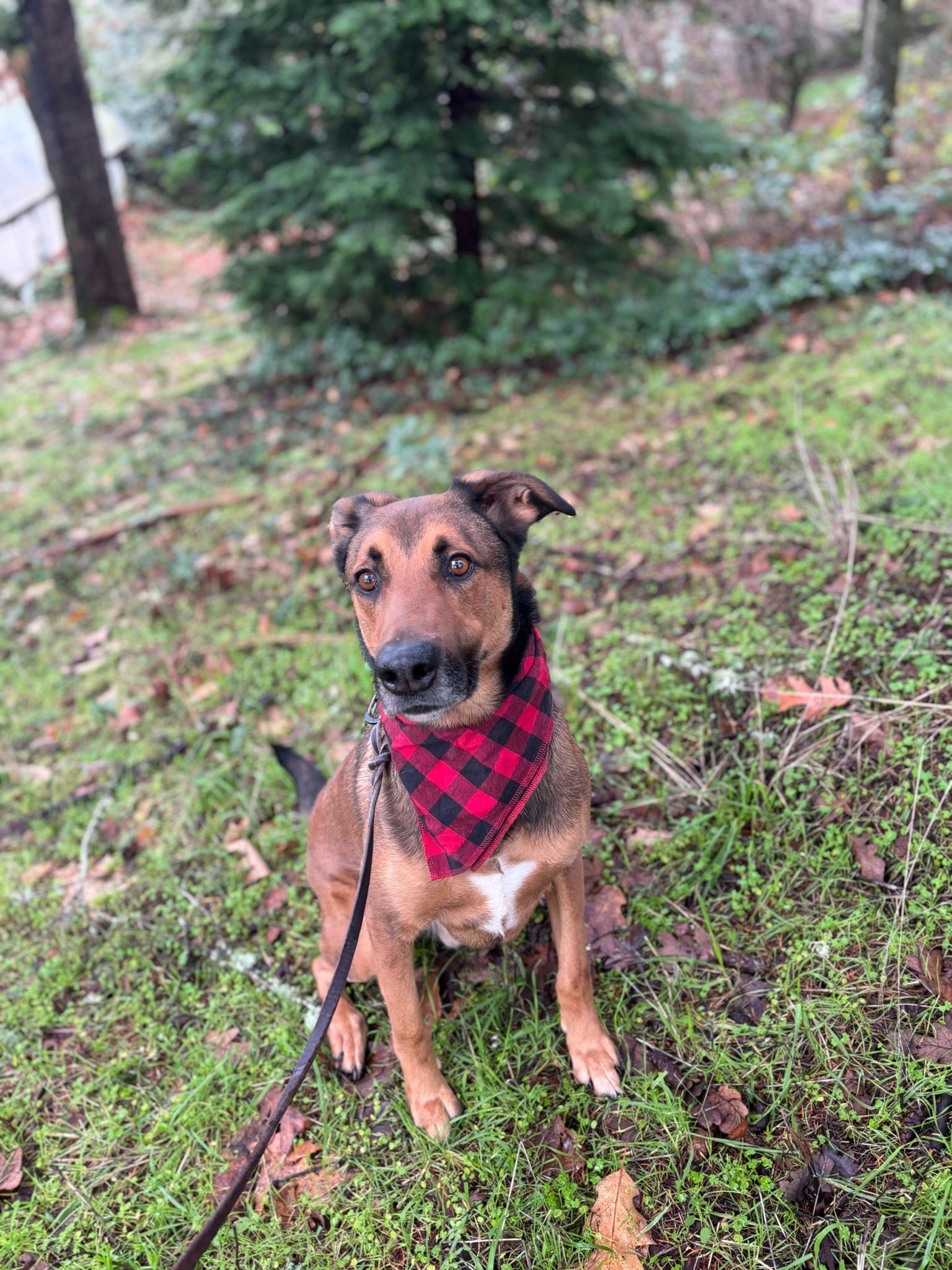 Enlarge Rocky, a Adoptable Shepherd in Philomath, OR image 2/6