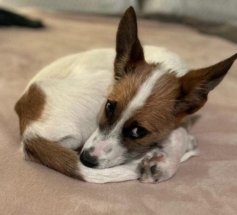 Enlarge Tatum, a Adopted Terrier in Brooklyn Center, MN image 1/3