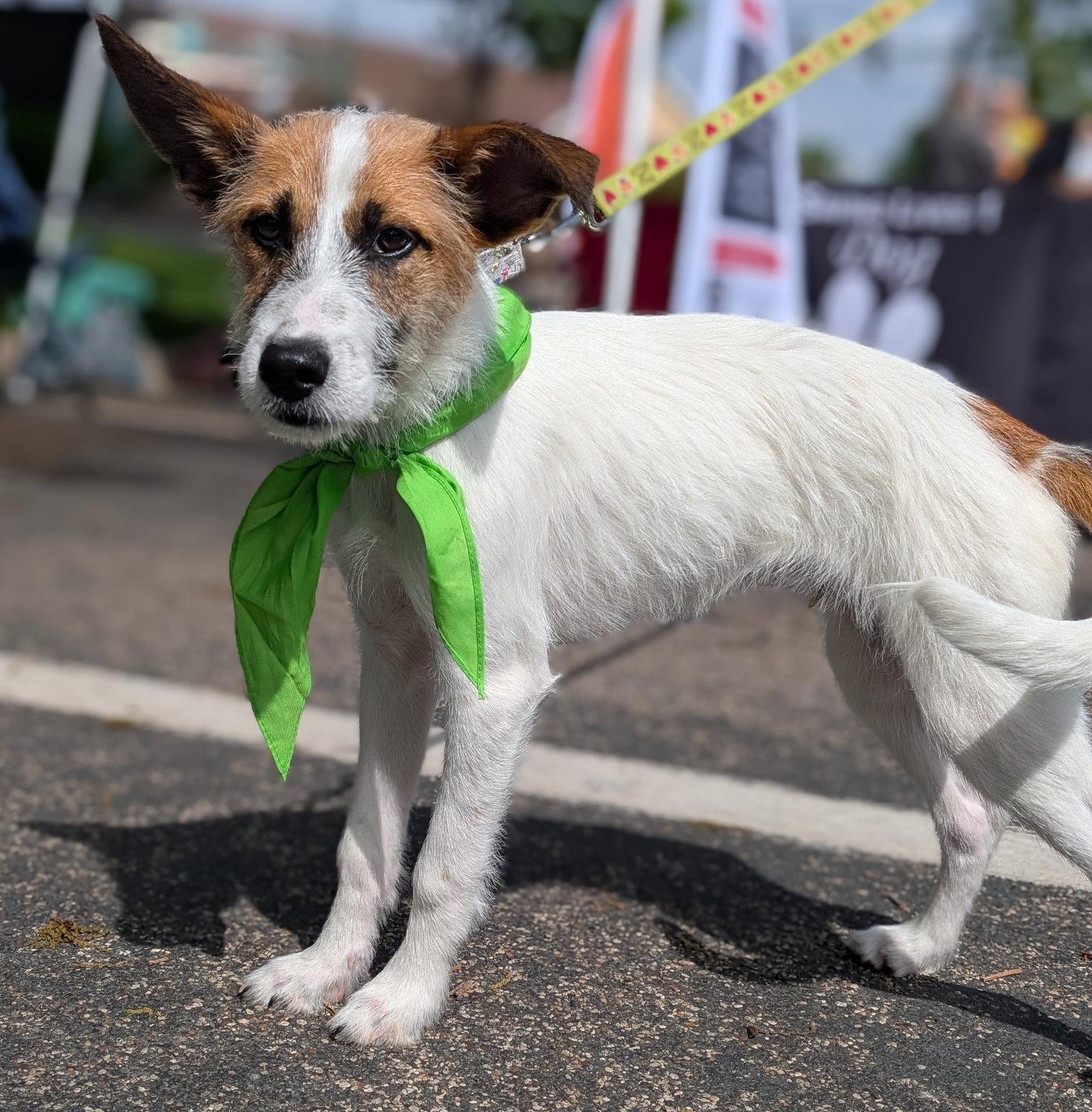 Enlarge Tatum, a Adopted Terrier in Brooklyn Center, MN image 2/3