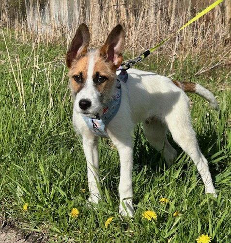 Enlarge Tatum, a Adopted Terrier in Brooklyn Center, MN image 3/3