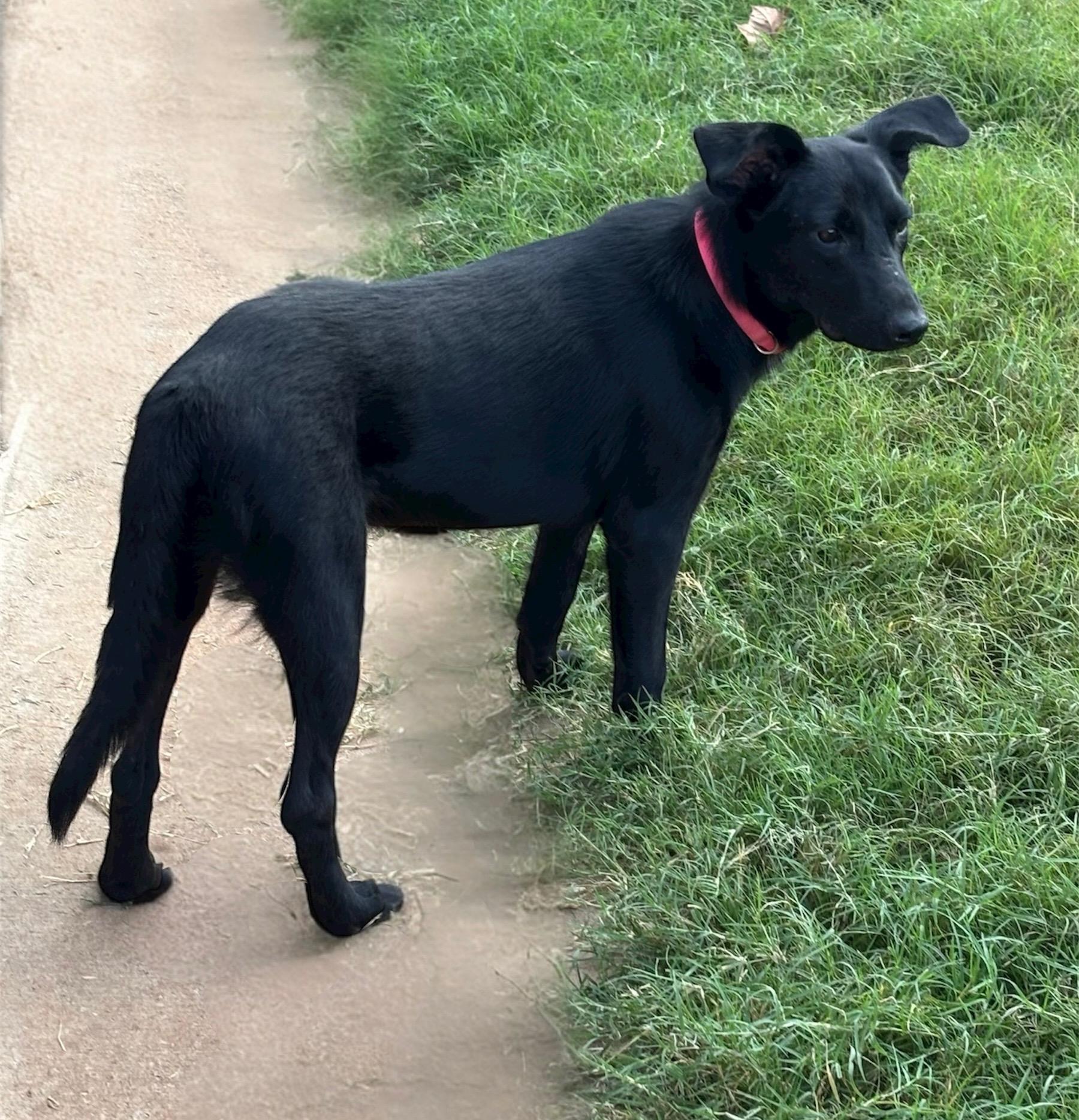 Enlarge Sammy, a Adoptable mixed breed in Choctaw, OK image 1/6