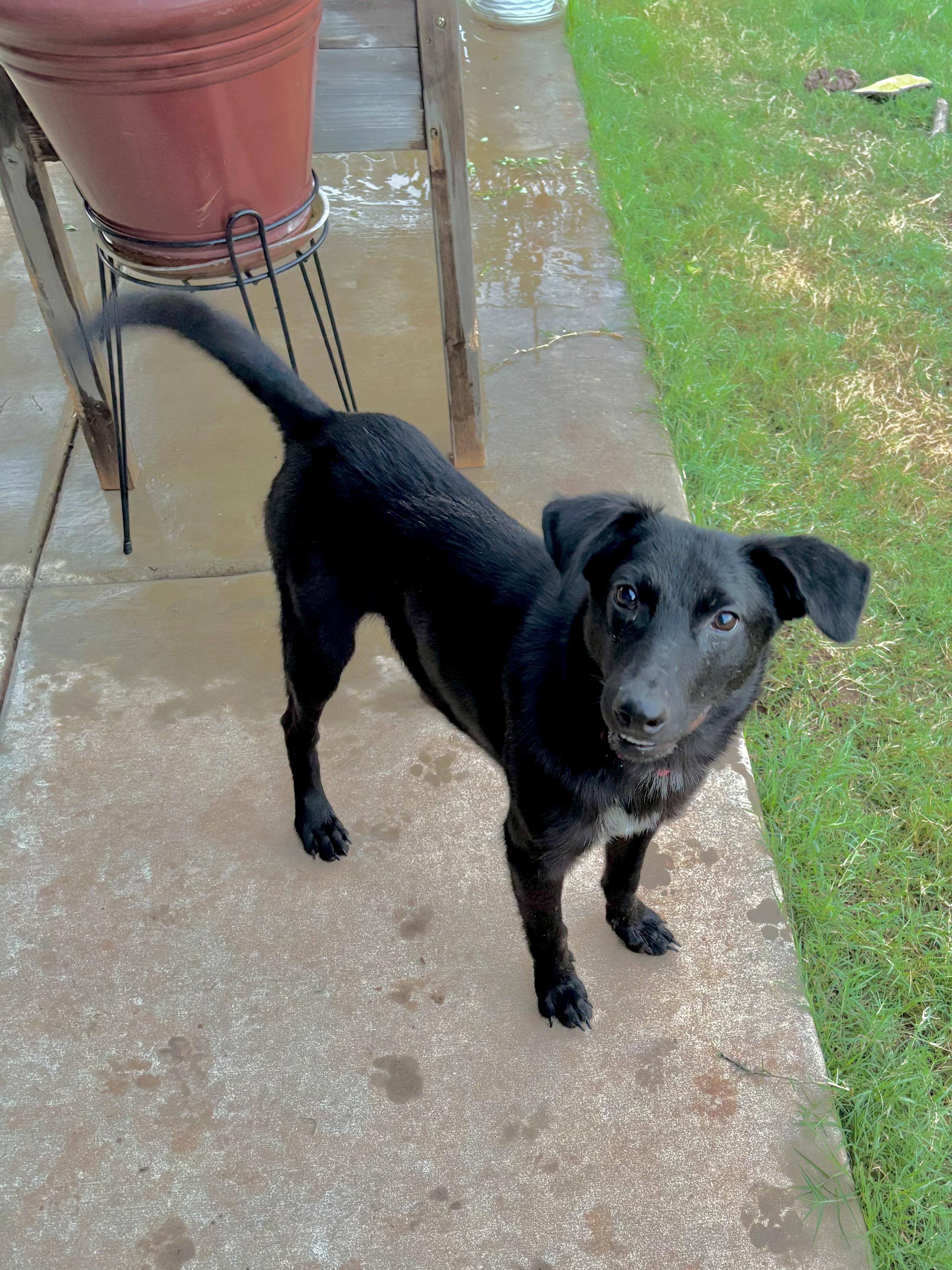 Enlarge Sammy, a Adoptable mixed breed in Choctaw, OK image 2/6