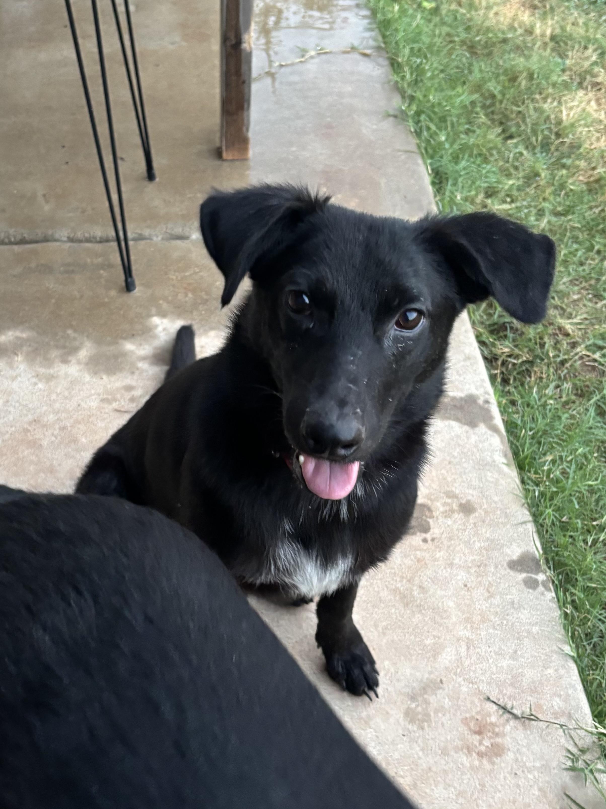 Enlarge Sammy, a Adoptable mixed breed in Choctaw, OK image 5/6
