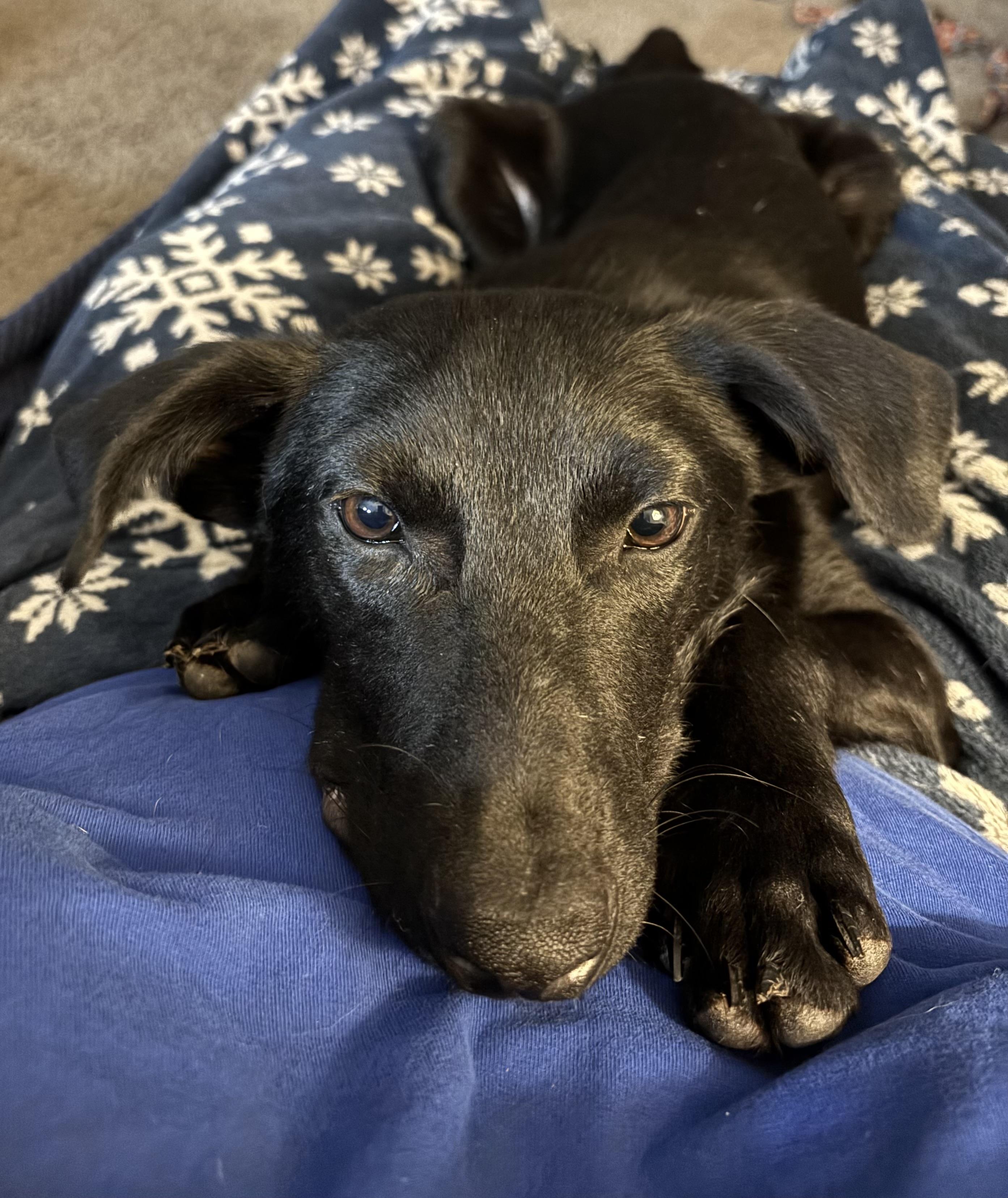 Enlarge Sammy, a Adoptable mixed breed in Choctaw, OK image 6/6