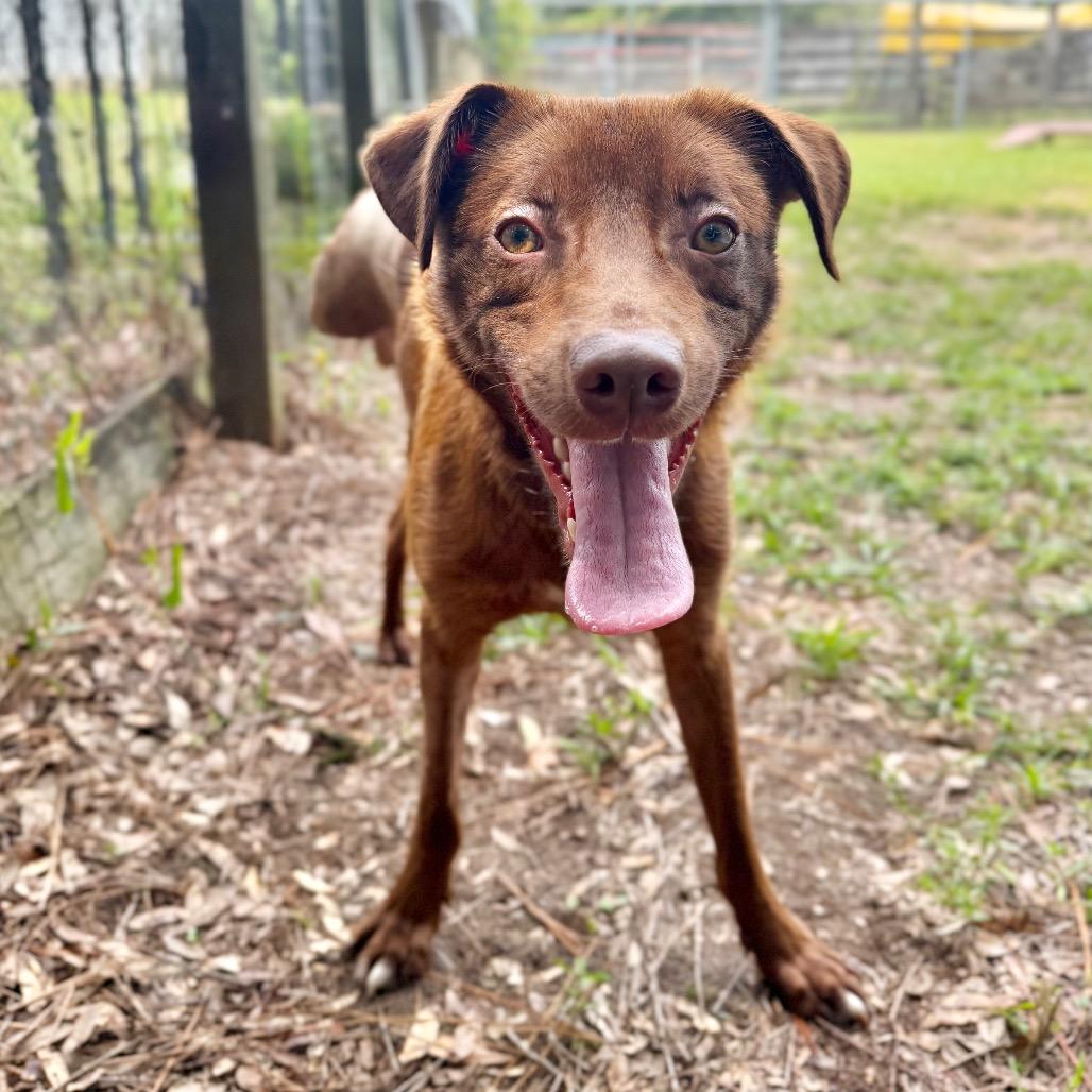 Arabica Bean, Adoptable, Young Male Mixed Breed.