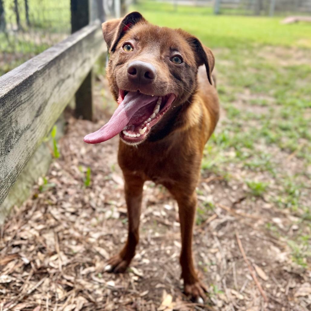 Enlarge Arabica Bean, a Adoptable Mixed Breed in Milton, FL image 2/2