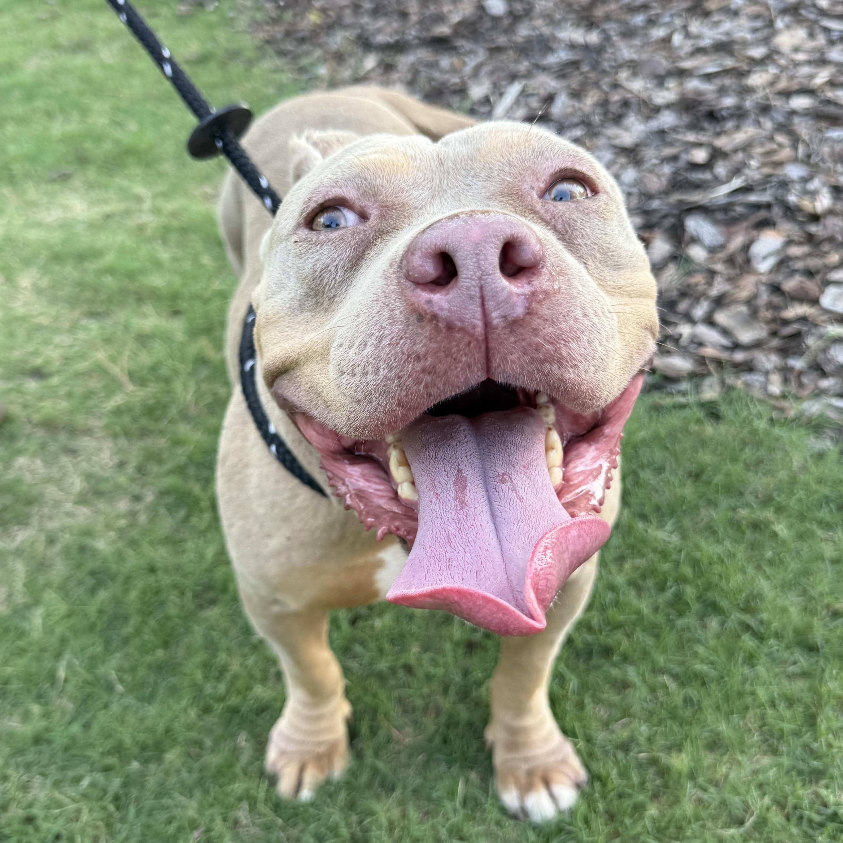 Nala, ADOPTABLE, Adult Female American Staffordshire Terrier & Pit Bull Terrier.