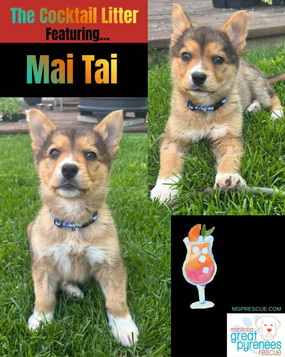 Mai Tai, ADOPTABLE, Young Male Shepherd.