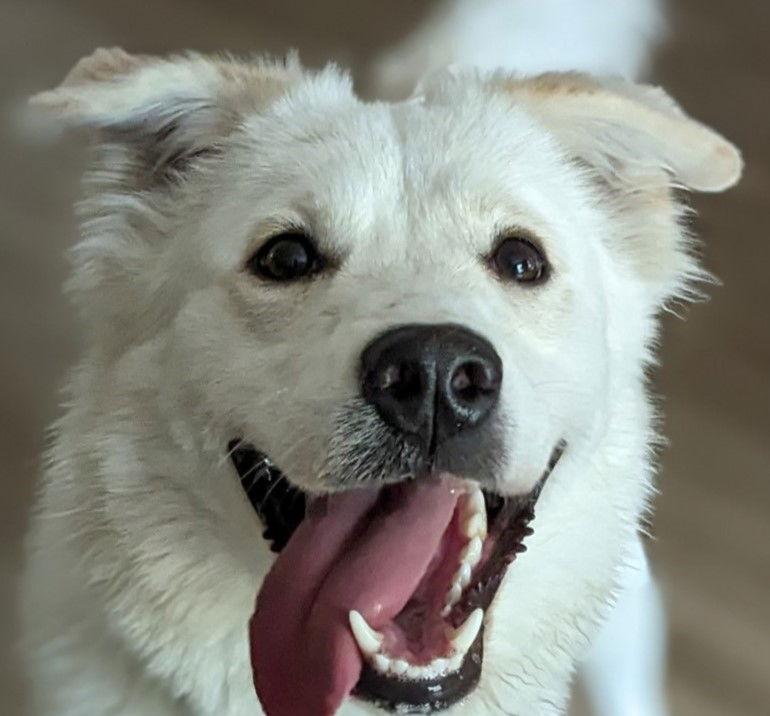 Juniper, a Adoptable mixed breed in Garland, TX image 1/6