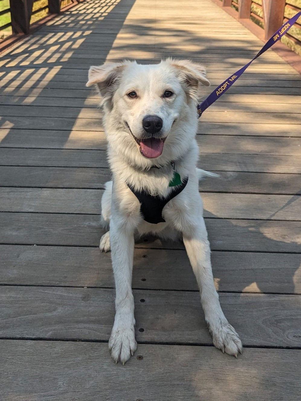 Juniper, Adoptable, Adult Female Great Pyrenees & Australian Cattle Dog / Blue Heeler.