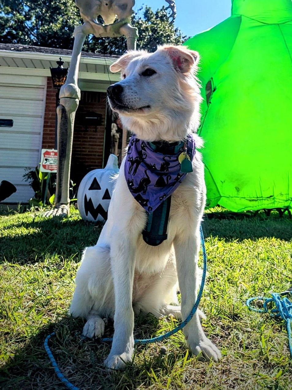 Juniper, a Adoptable mixed breed in Garland, TX image 2/6