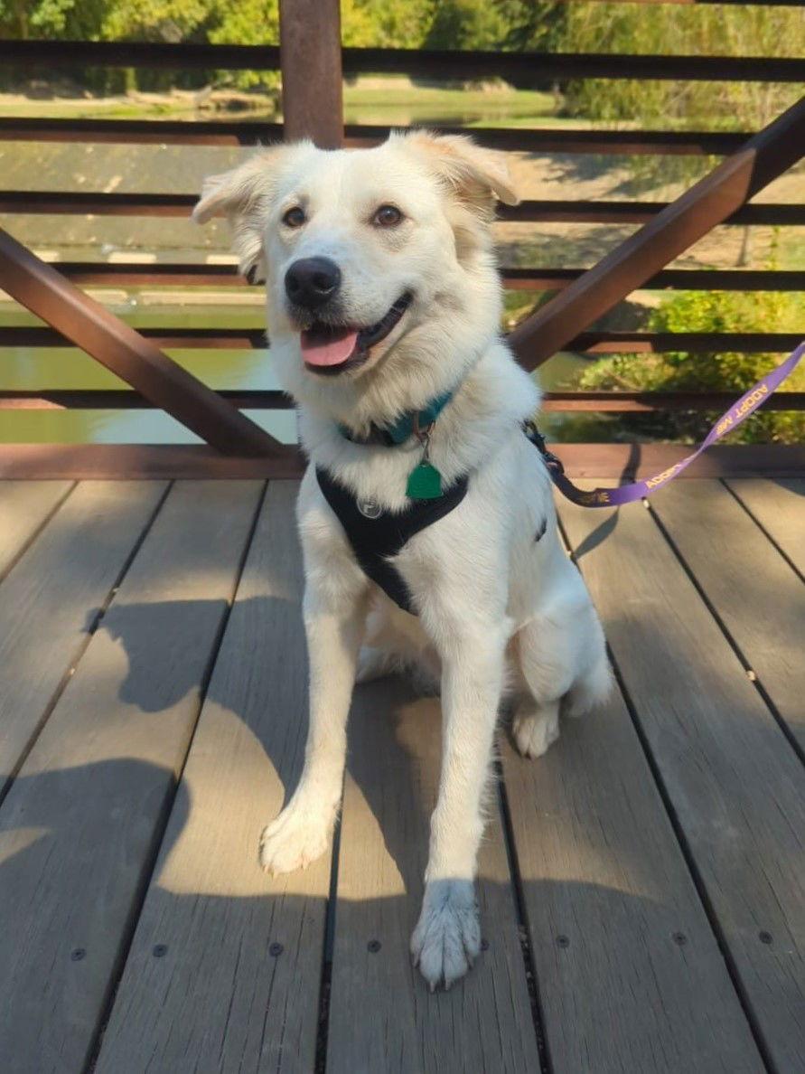 Enlarge Juniper, a Adoptable mixed breed in Garland, TX image 2/6