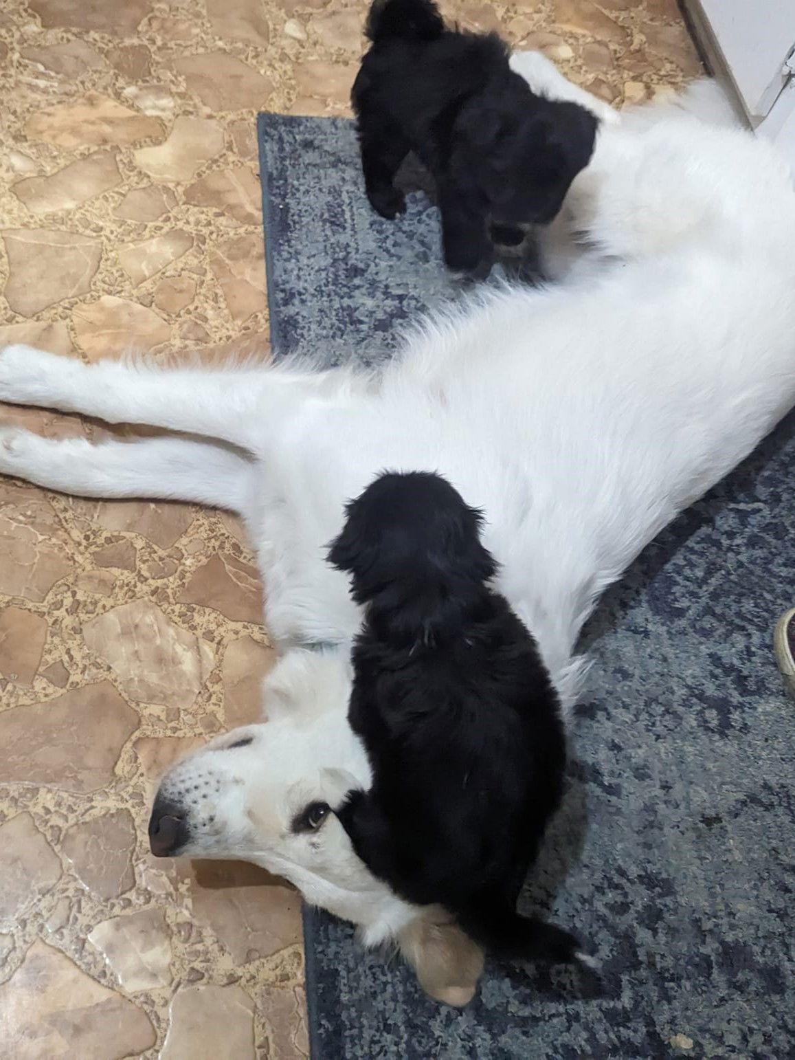 Juniper, Adoptable, Adult Female Great Pyrenees & Australian Cattle Dog / Blue Heeler.