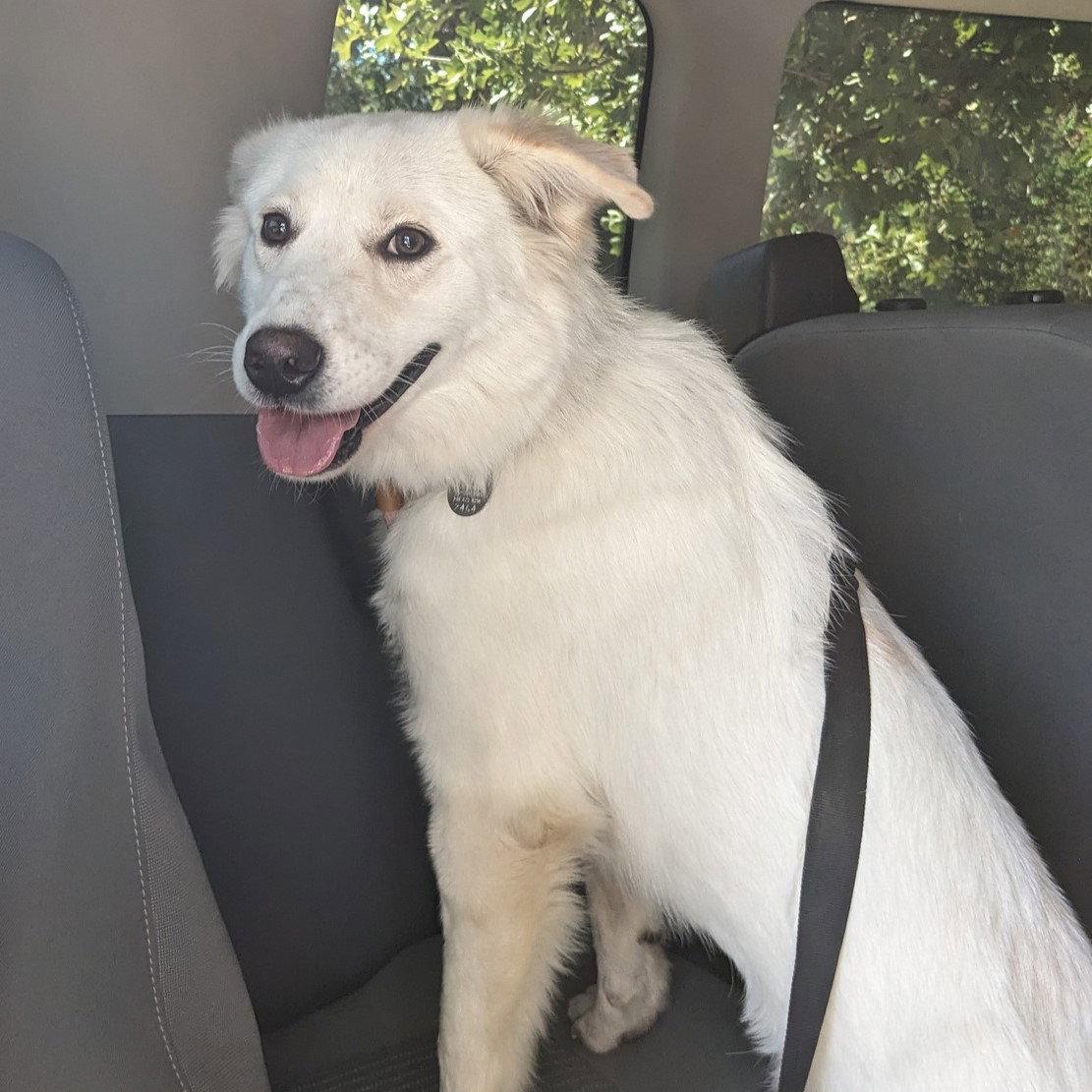 Enlarge Juniper, a Adoptable mixed breed in Garland, TX image 3/3