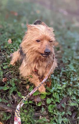 Omen, Adoptable, Adult Male Terrier & Yorkshire Terrier.
