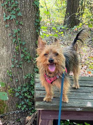 Omen, a Adoptable mixed breed in Annapolis, MD image 2/12