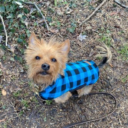 Omen, Adoptable, Adult Male Terrier & Yorkshire Terrier.