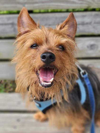 Omen, Adoptable, Adult Male Terrier & Yorkshire Terrier.