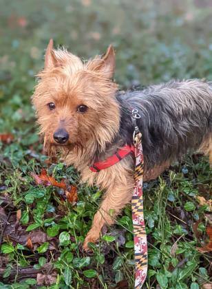 Omen, Adoptable, Adult Male Terrier & Yorkshire Terrier.