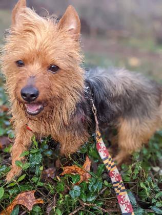 Omen, a Adoptable mixed breed in Annapolis, MD image 6/12