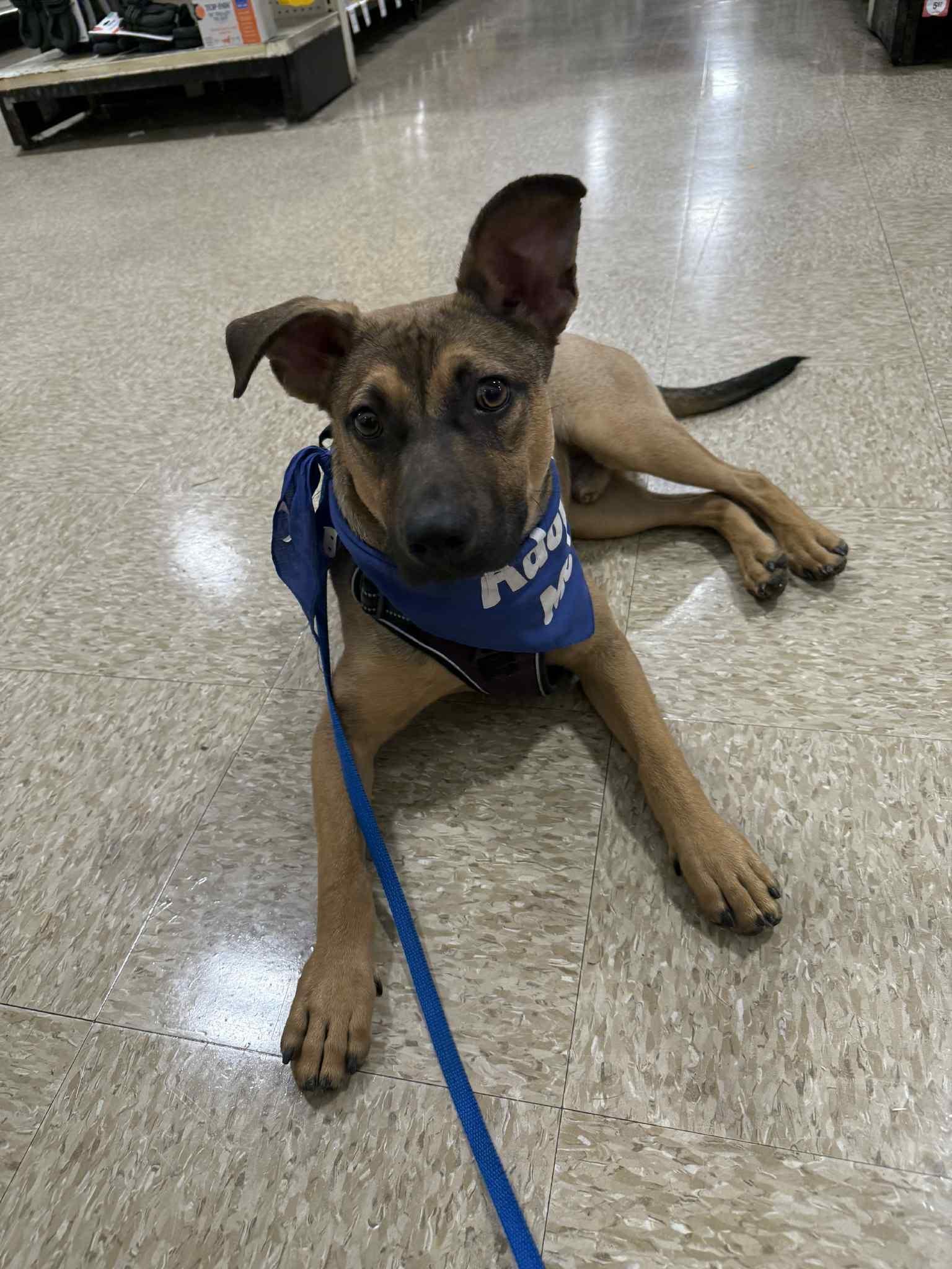 Enlarge Bradley, a Adoptable Mixed Breed in Vassalboro, ME image 1/1