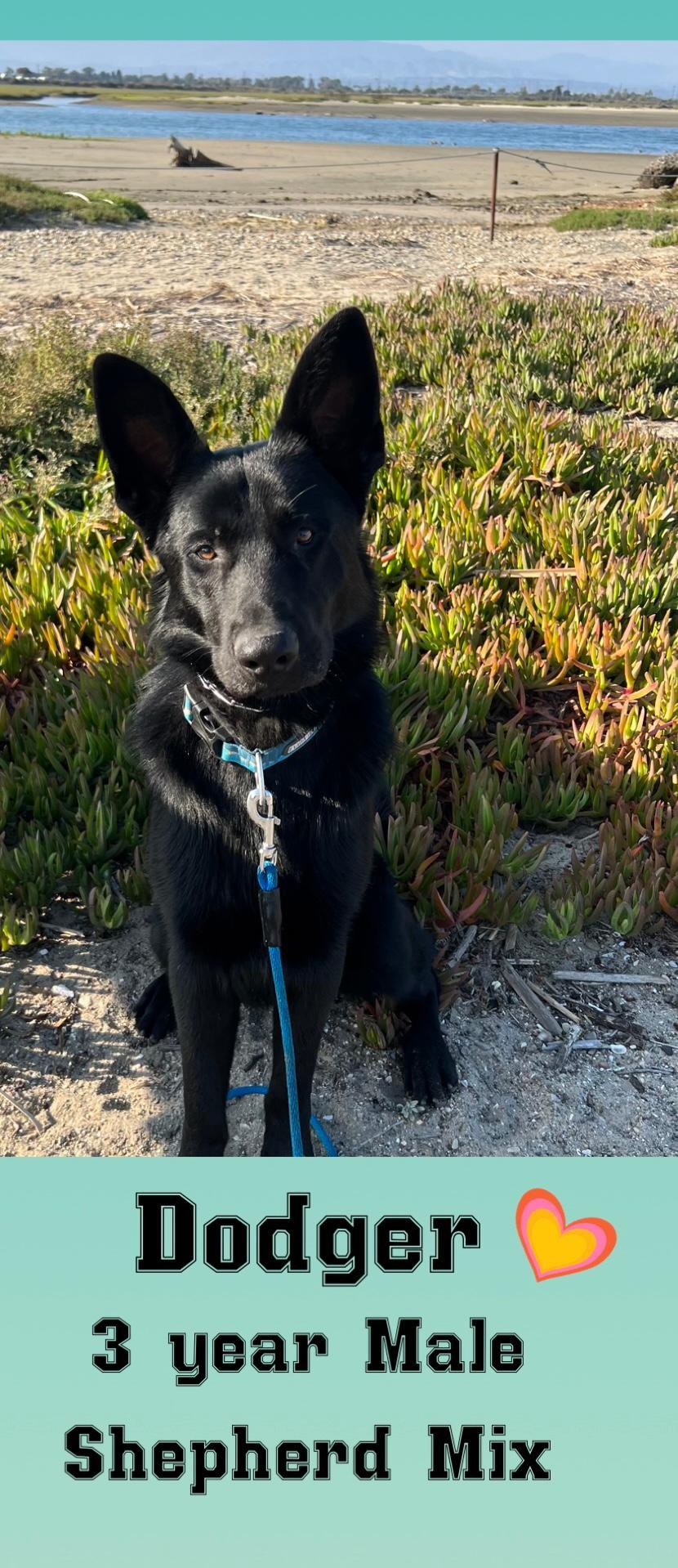 DODGER - 3 YEAR BLACK SHEPHERD MIX MALE, Young Male Shepherd