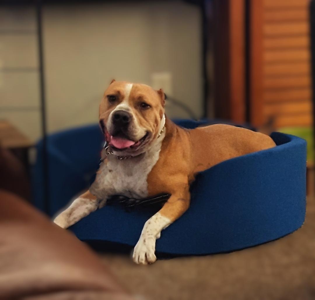 Enlarge Whopper, a Adoptable mixed breed in Sioux Falls, SD image 6/6