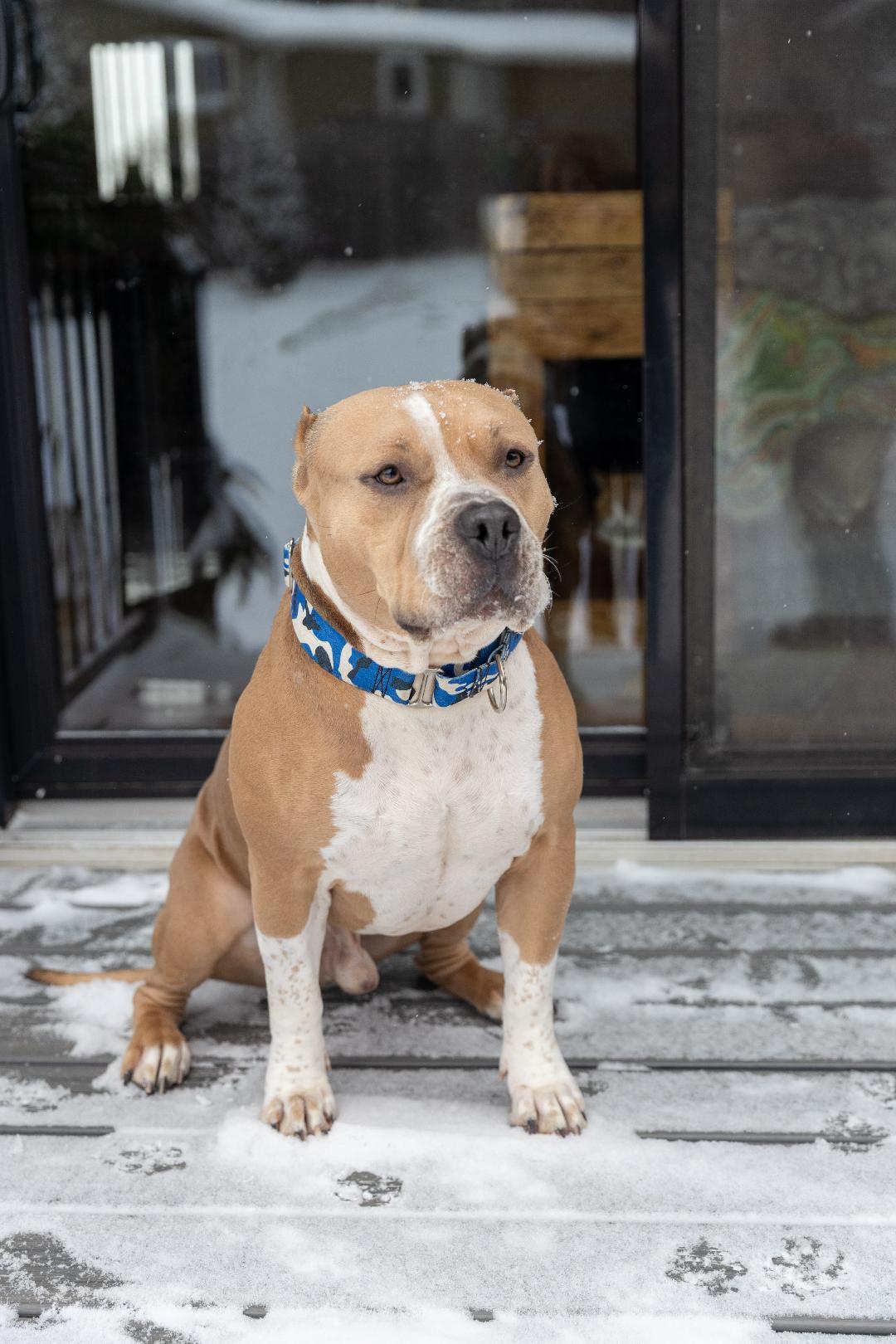 Enlarge Whopper, a Adoptable mixed breed in Sioux Falls, SD image 2/6