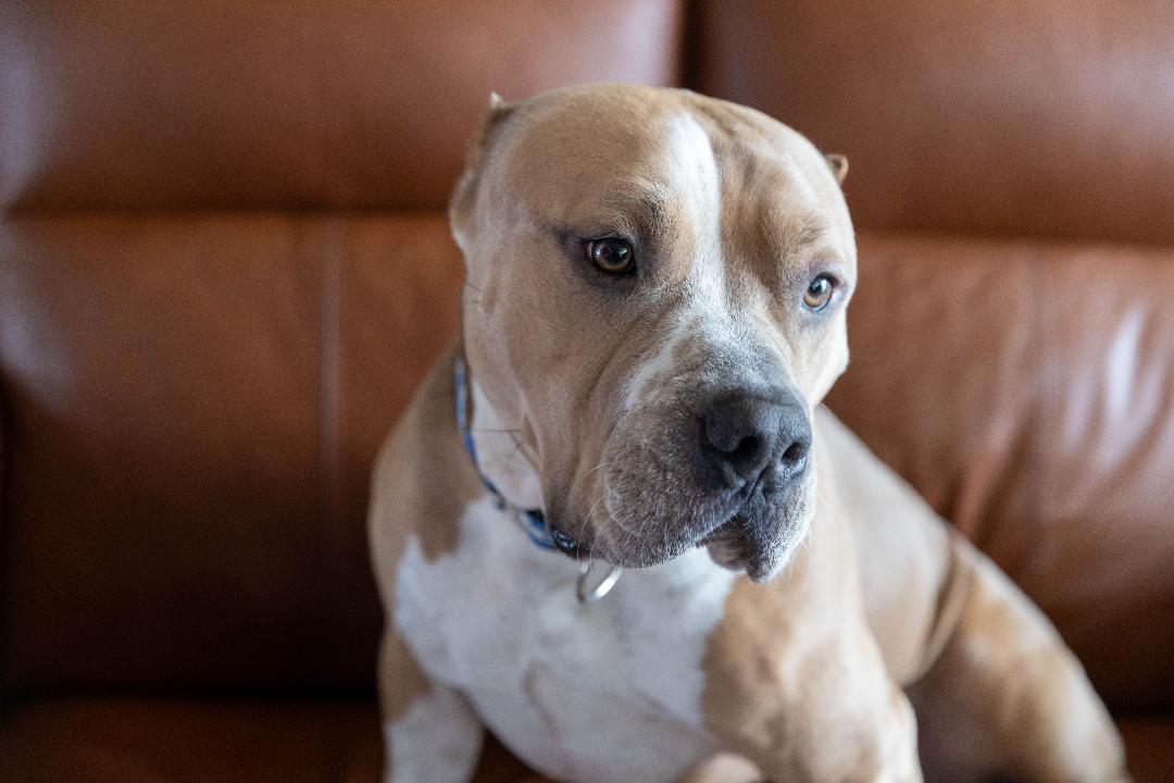 Enlarge Whopper, a Adoptable mixed breed in Sioux Falls, SD image 3/6