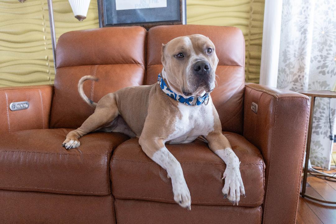 Enlarge Whopper, a Adoptable mixed breed in Sioux Falls, SD image 5/6