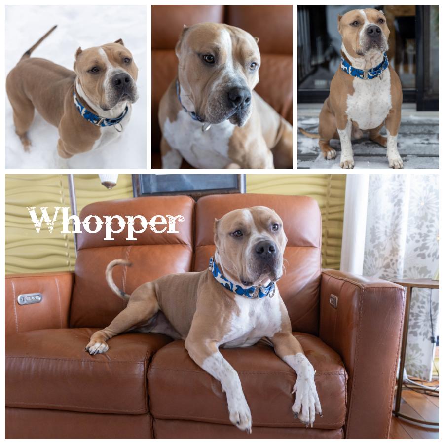 Whopper, Adoptable, Adult Male Terrier.