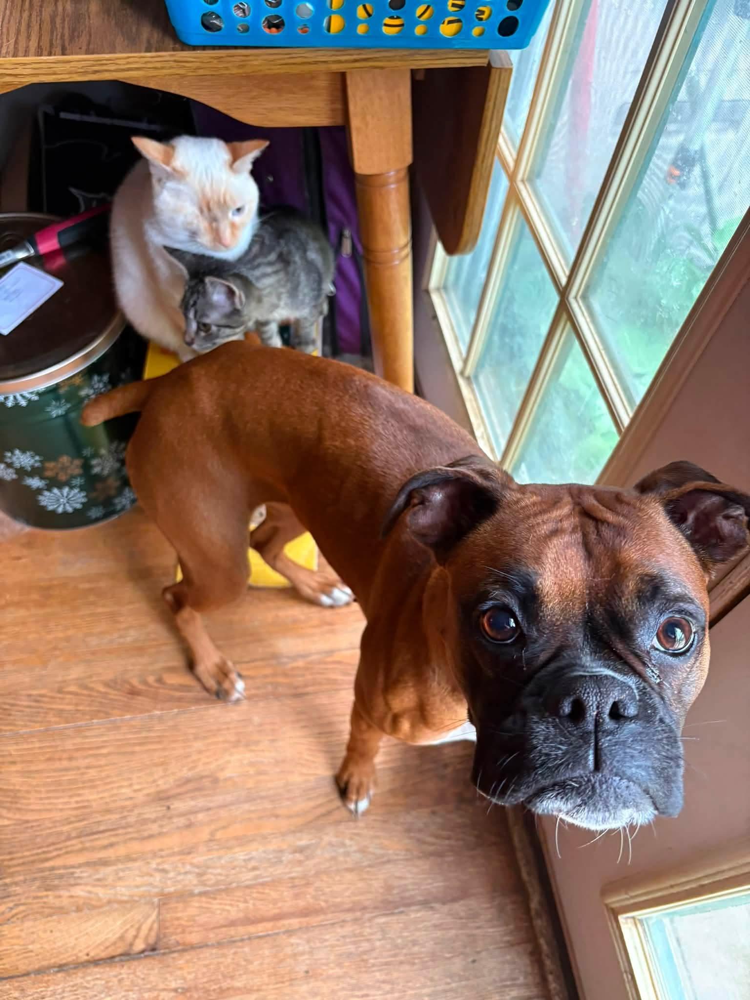 Enlarge Delilah, a Adoptable Boxer in Woodbury, MN image 2/3