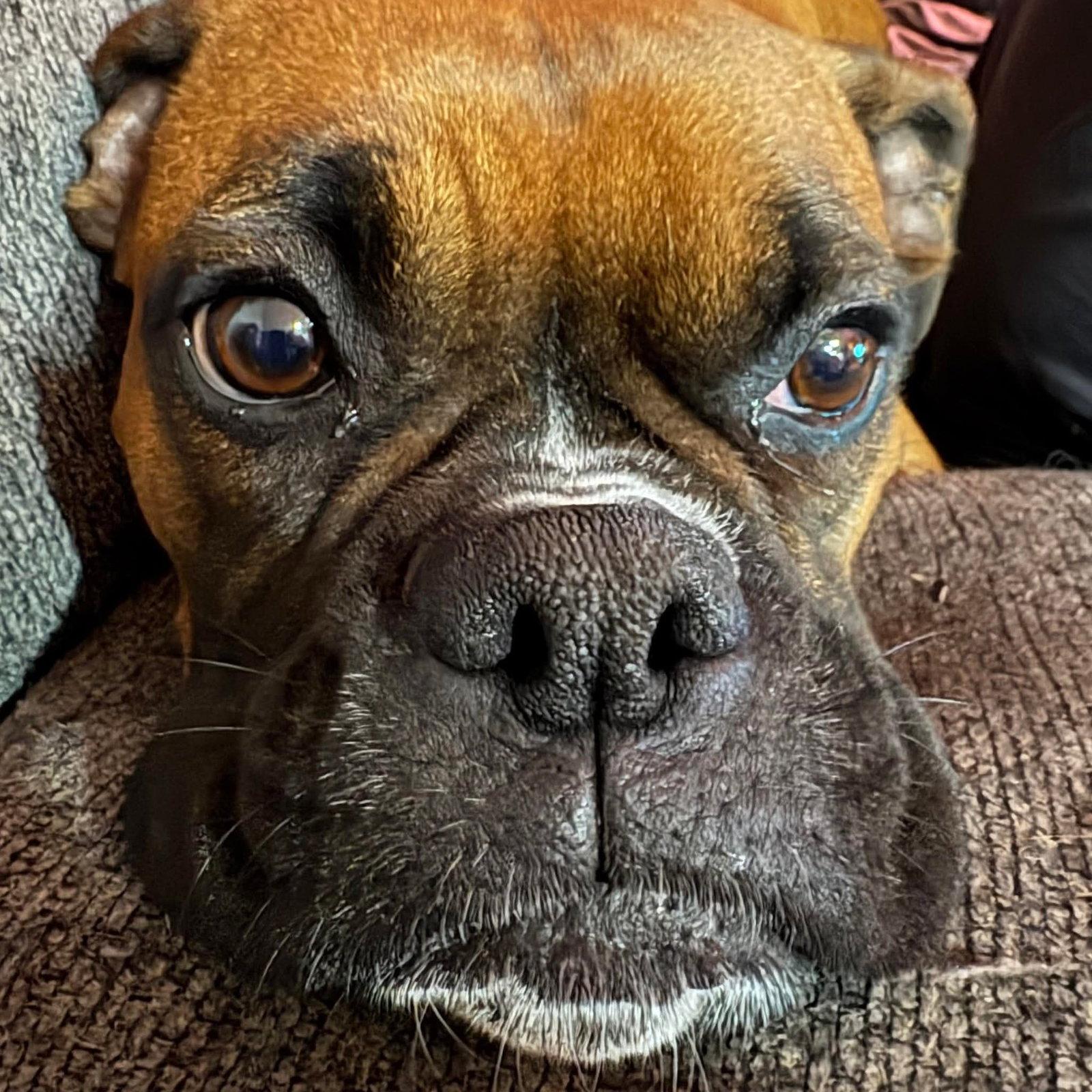 Enlarge Delilah, a Adoptable Boxer in Woodbury, MN image 3/3