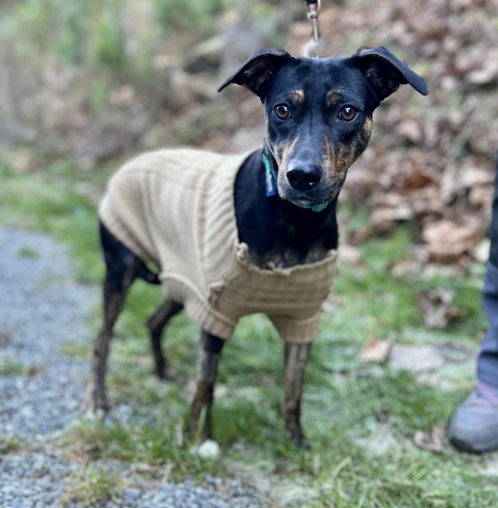 Enlarge Lulu, a Adoptable mixed breed in Ellijay, GA image 1/1