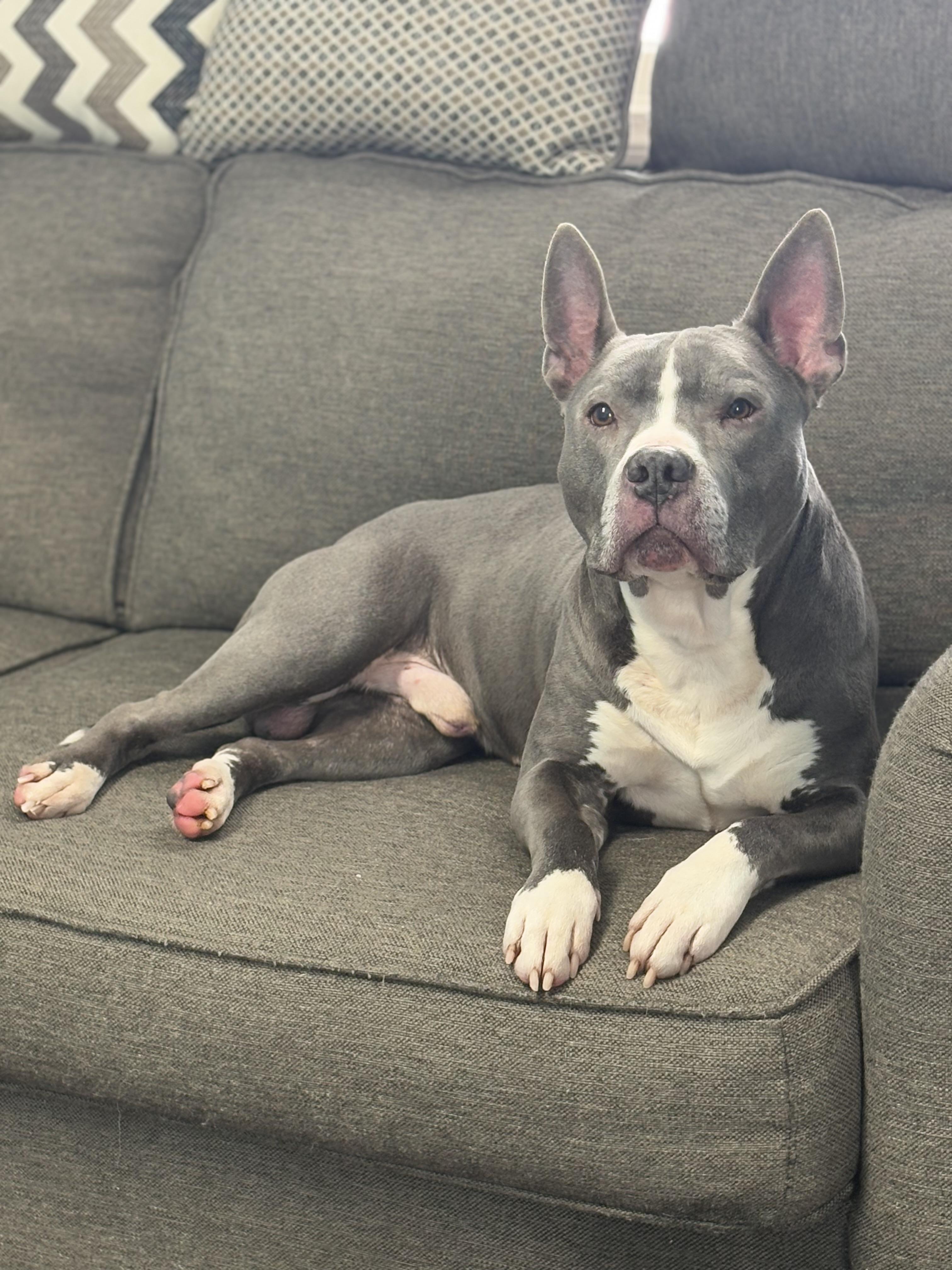 Enlarge Rocky, a ADOPTABLE mixed breed in Wooster, OH image 1/1